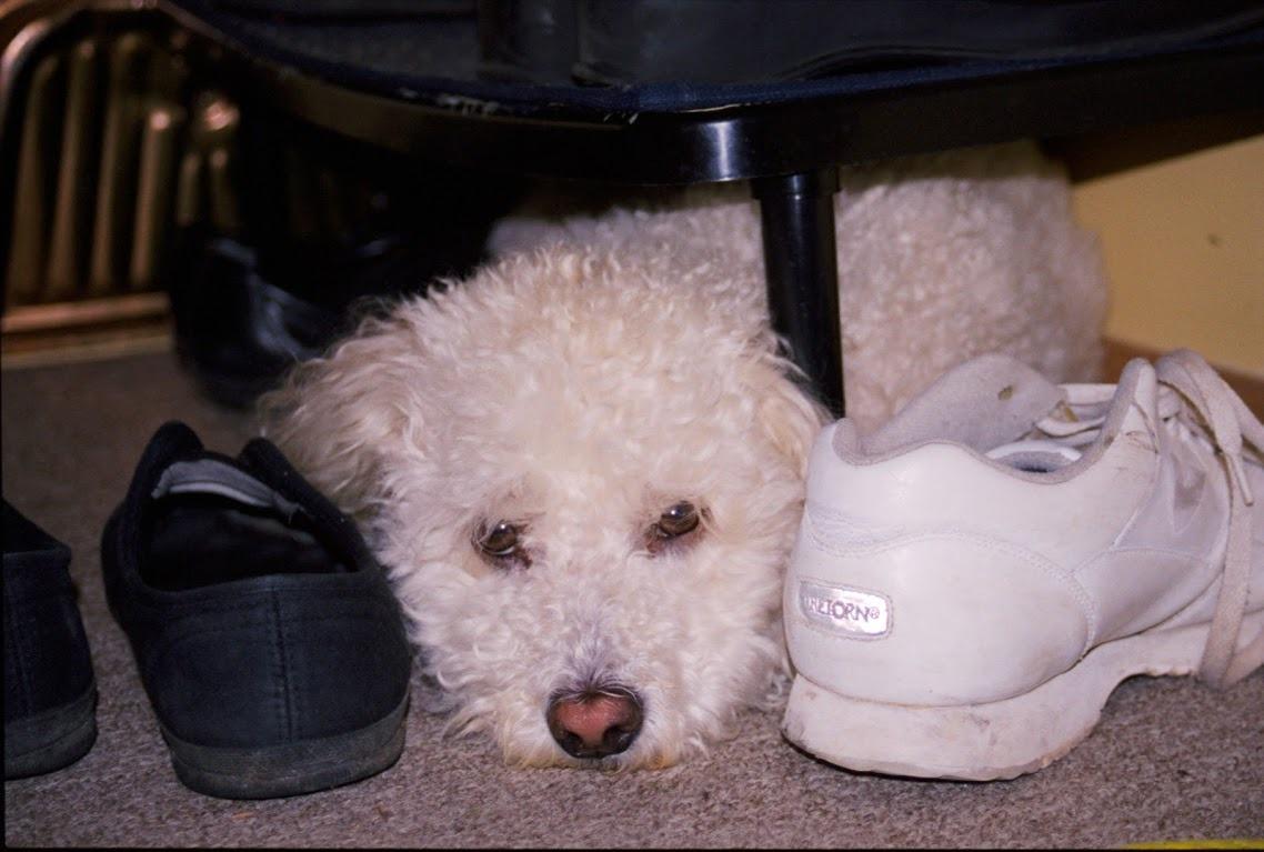 Epson Perfection V800 Photo scanner customer photo 1