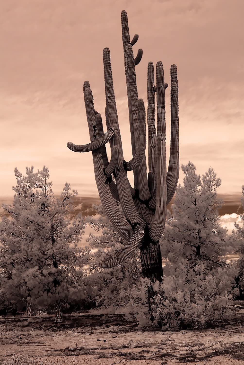 Altura Photo 62-Inch Camera Monopod - Heavy Duty Stand for Canon, Nikon, & Sony Mirrorless & DSLR Cameras - Steady Photography, Lightweight & Portable - Easy to Carry with Pouch customer photo 1