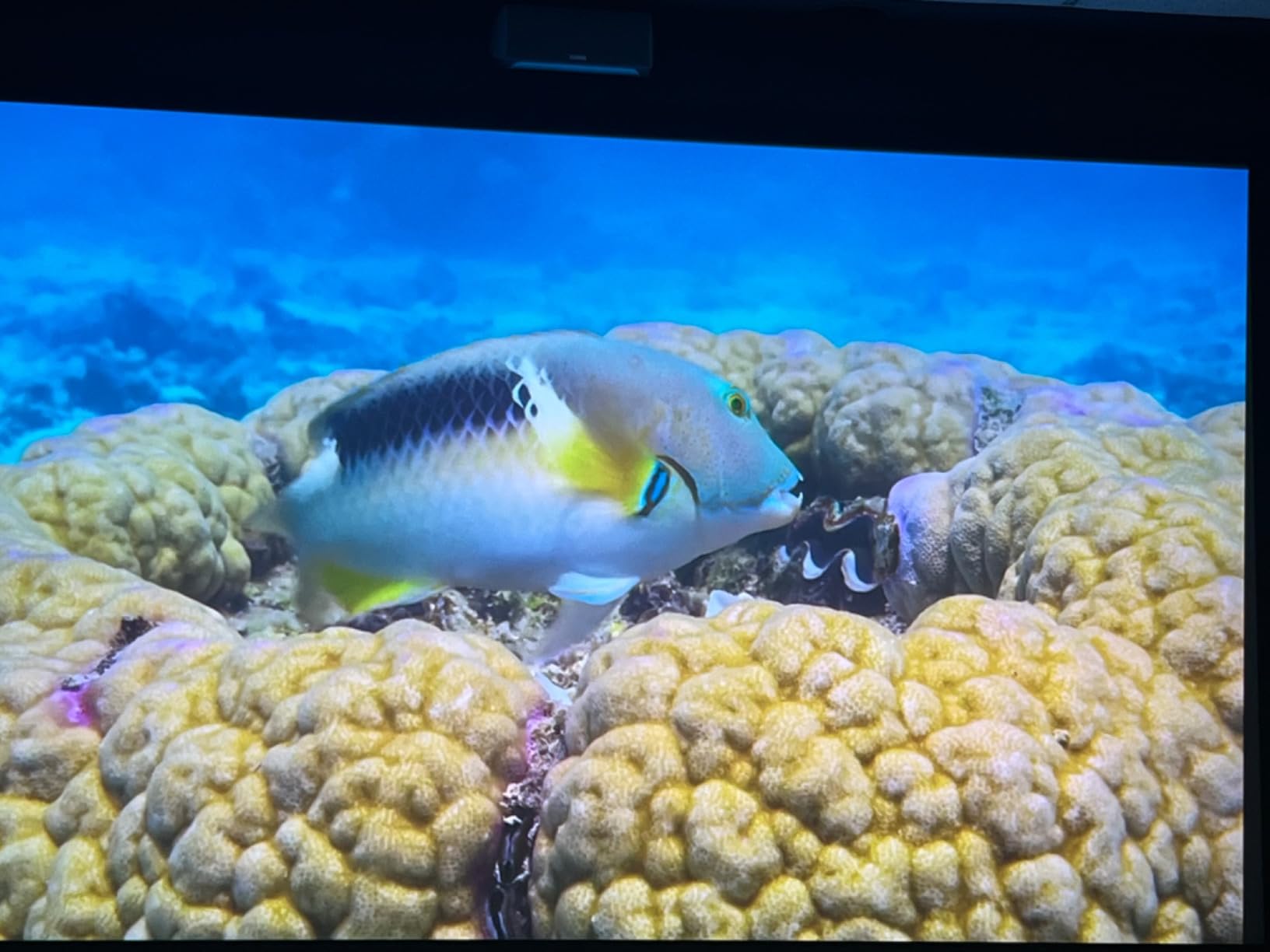 Epson Home Cinema 5050UB 4K PRO-UHD 3-Chip Projector with HDR,White customer photo 1