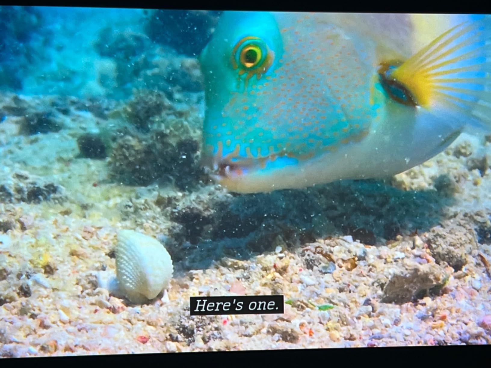 Epson Home Cinema 5050UB 4K PRO-UHD 3-Chip Projector with HDR,White customer photo 2