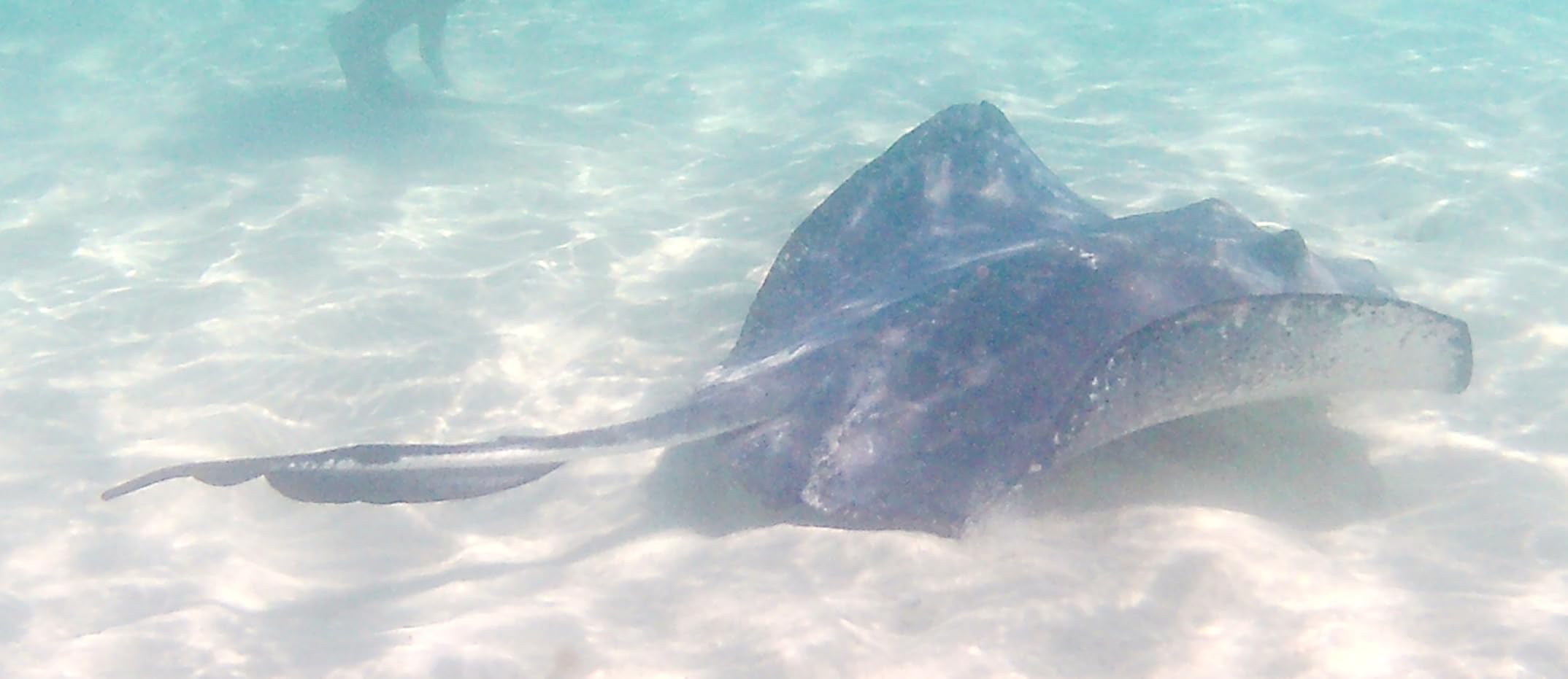 AKASO Brave 4 Action Camera 4K 30fps with 64GB MicroSD U3 Card Bicycle Helmet Accessories Kit Bundle, 20MP Ultra HD 131FT Waterproof Underwater Camera EIS WiFi Remote Control 5X Zoom Sport Cameras customer photo 1