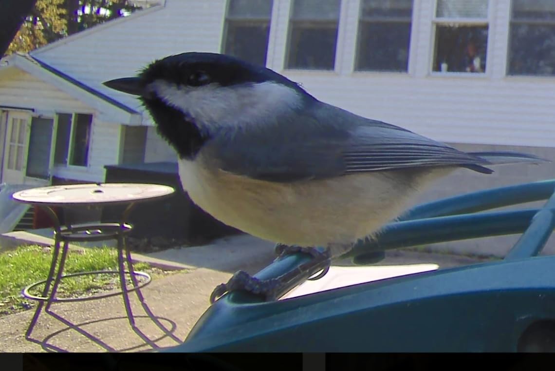 Bird Feeder with Camera,AI Identify Birds Species,Smart Bird Camera with Solar Powered,Auto Record FHD Birds Video in Backyard,Instant Notifications,Ideal Gift for Family and Bird Lovers,Navy Blue customer photo 1