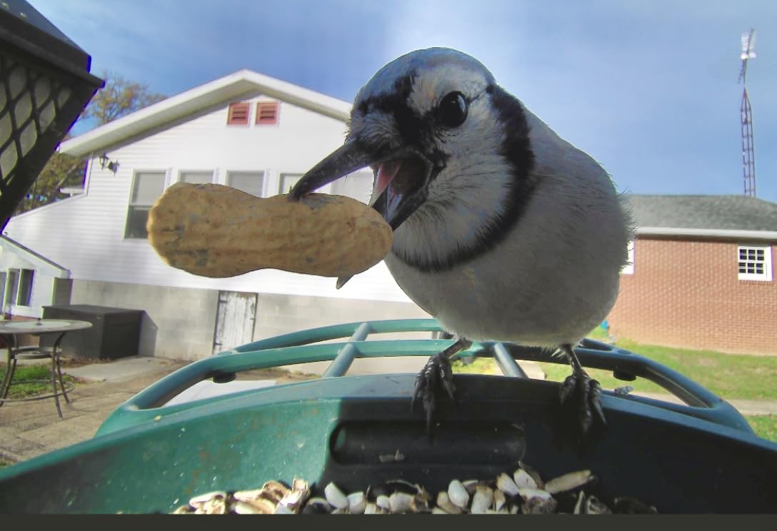 Bird Feeder with Camera,AI Identify Birds Species,Smart Bird Camera with Solar Powered,Auto Record FHD Birds Video in Backyard,Instant Notifications,Ideal Gift for Family and Bird Lovers,Navy Blue customer photo 2