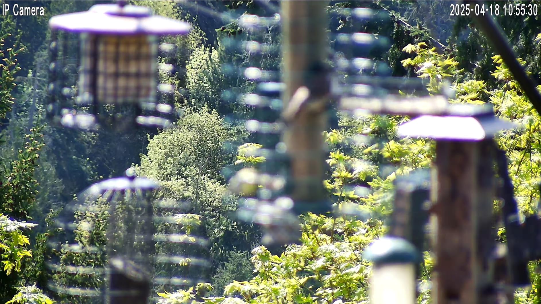 SV3C 4K PTZ WiFi Camera Outdoor 15X Optical Zoom, Wireless IP Security Camera 8MP, Auto Tracking, Floodlight Color Night Vision, 2-Way Audio, Metal Shell customer photo 2