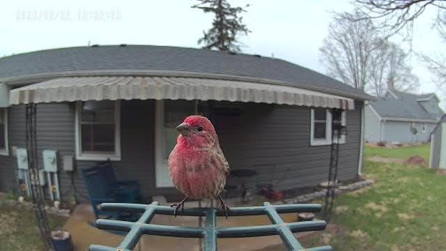 Smart Bird Feeder 4K AI Camera with Solar Panel, No Subscription, Lifetime AI Feature Included, 4K Video Live Stream, 8MP Photos Auto Capture, Bird Species Identification, Bird Notification customer photo 2