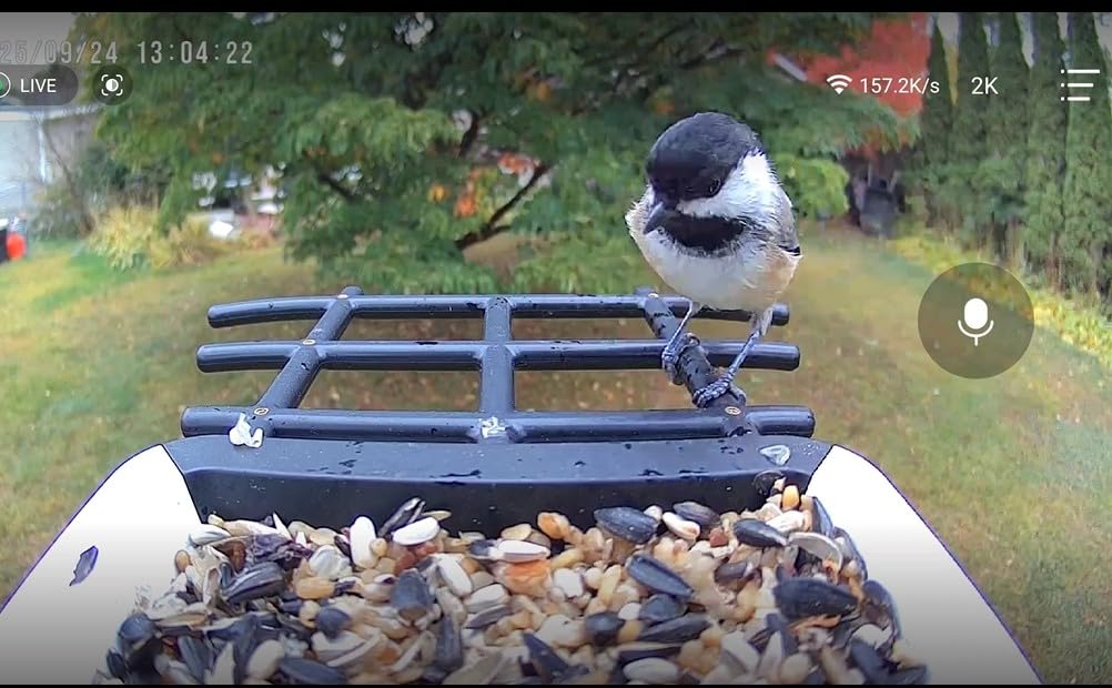 Smart Bird Feeder with Camera - Solar Powered Bird Watching Camera with 2K HD Live View, Auto Capture & AI Identify 10,000+ Species, 2.4G WiFi Outdoor Birdhouse, Ideal Gifts for Bird Lovers customer photo 1