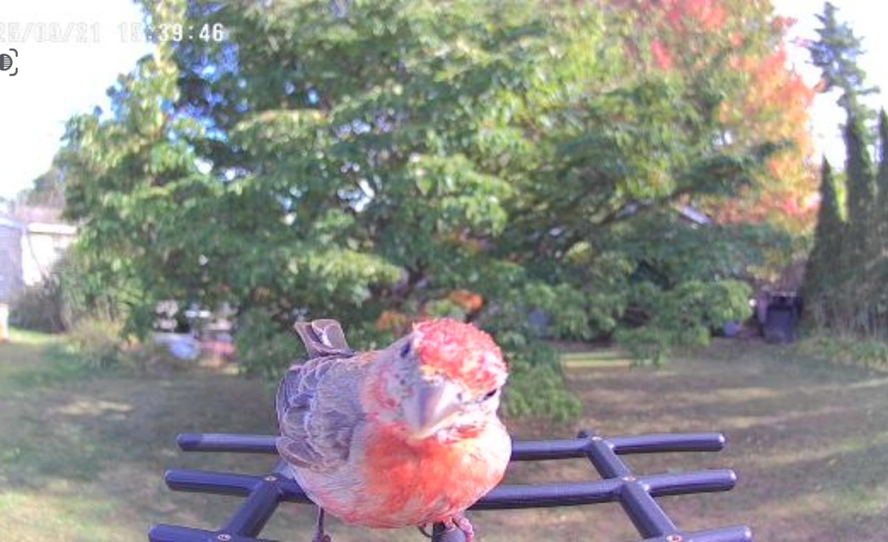 Smart Bird Feeder with Camera - Solar Powered Bird Watching Camera with 2K HD Live View, Auto Capture & AI Identify 10,000+ Species, 2.4G WiFi Outdoor Birdhouse, Ideal Gifts for Bird Lovers customer photo 2