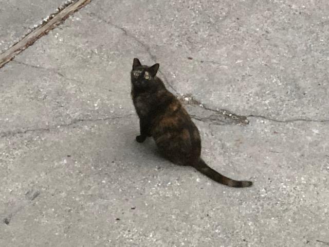 WOPET 6L Automatic Cat Feeder, Wi-Fi Enabled Smart Pet Feeder for Cats and Dogs, Auto Dog Food Dispenser with Portion Control, Distribution Alarms and Voice Recorder Up to 15 Meals per Day customer photo 1