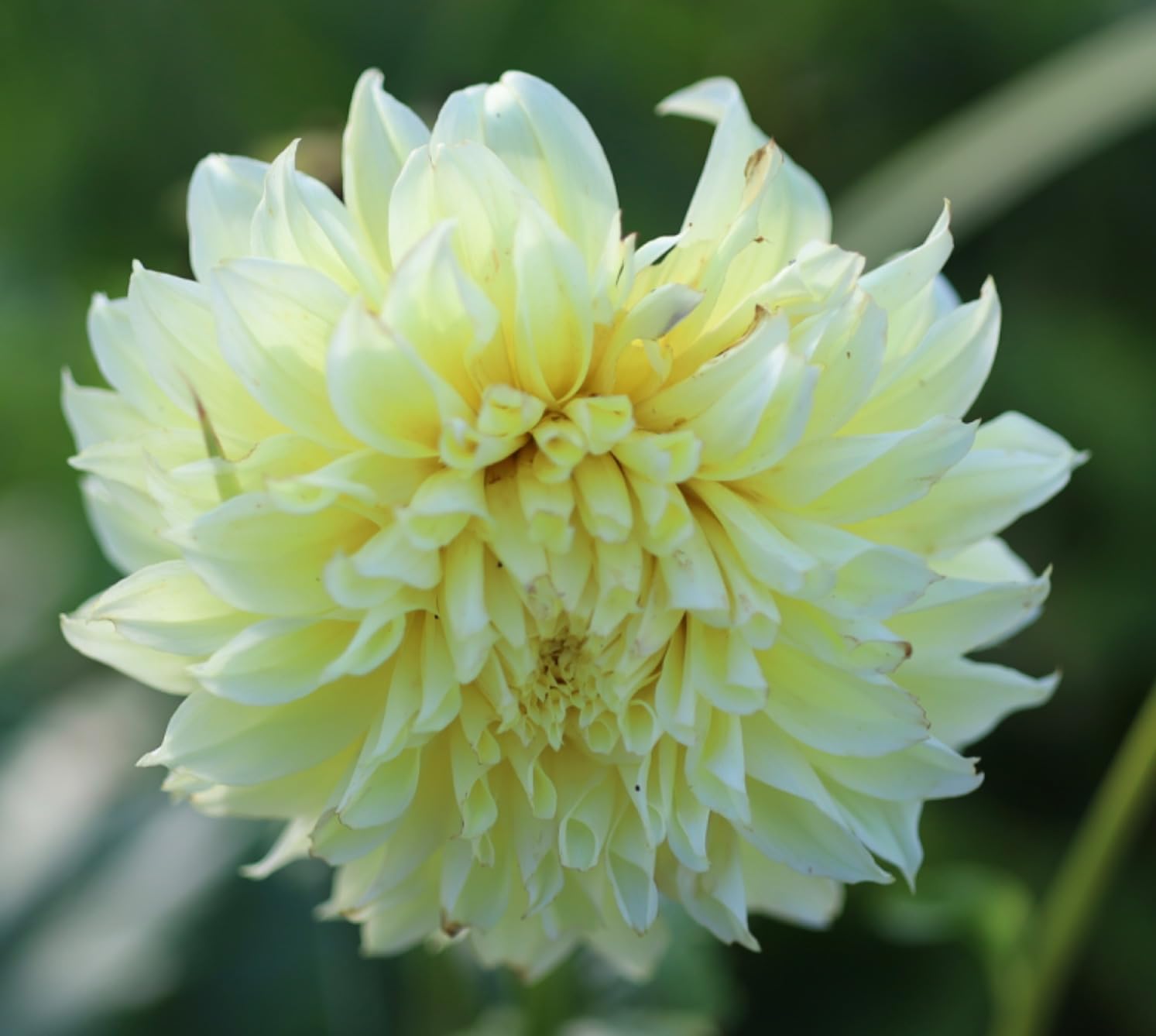 Canon RF 85mm F2 Macro IS STM, Compact Medium-Telephoto Black Lens (4234C002) customer photo 2