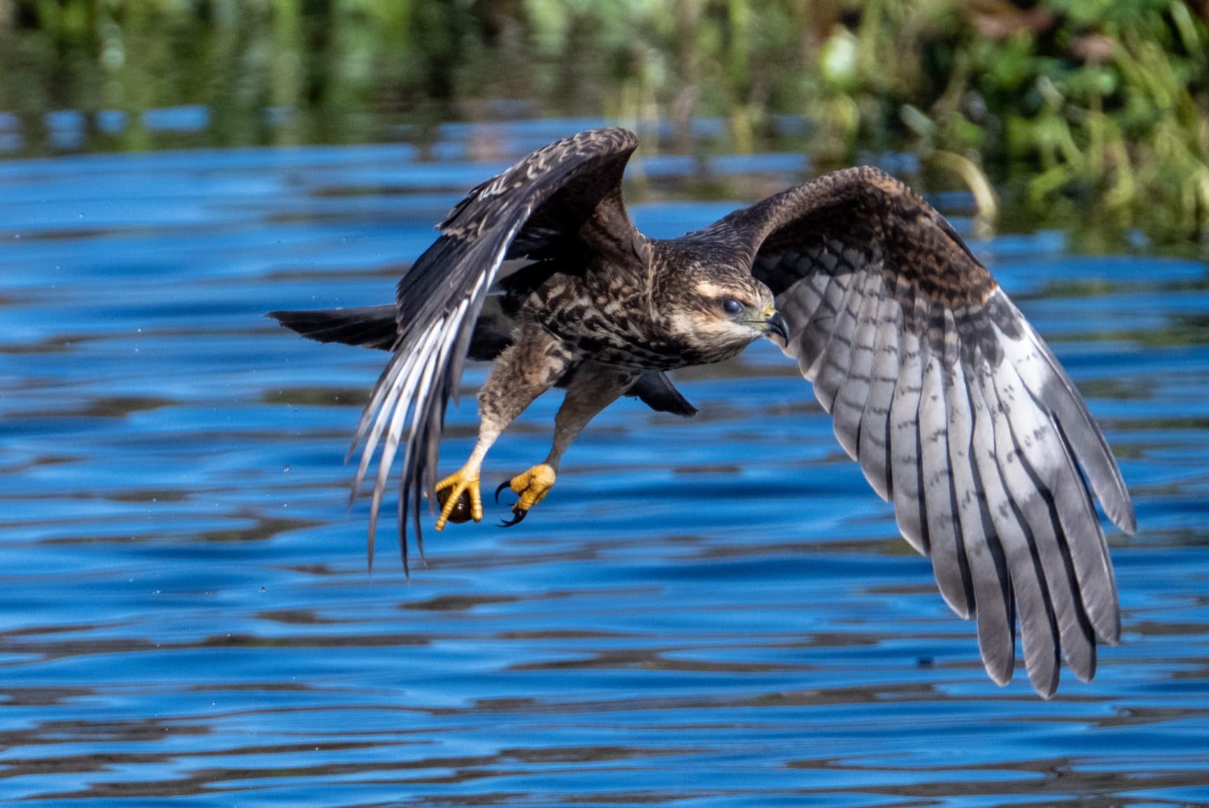 Nikon NIKKOR Z 100-400mm VR S | Premium versatile telephoto zoom lens with image stabilization for Z series mirrorless cameras (compatible with teleconverters) | Nikon USA Model customer photo 1