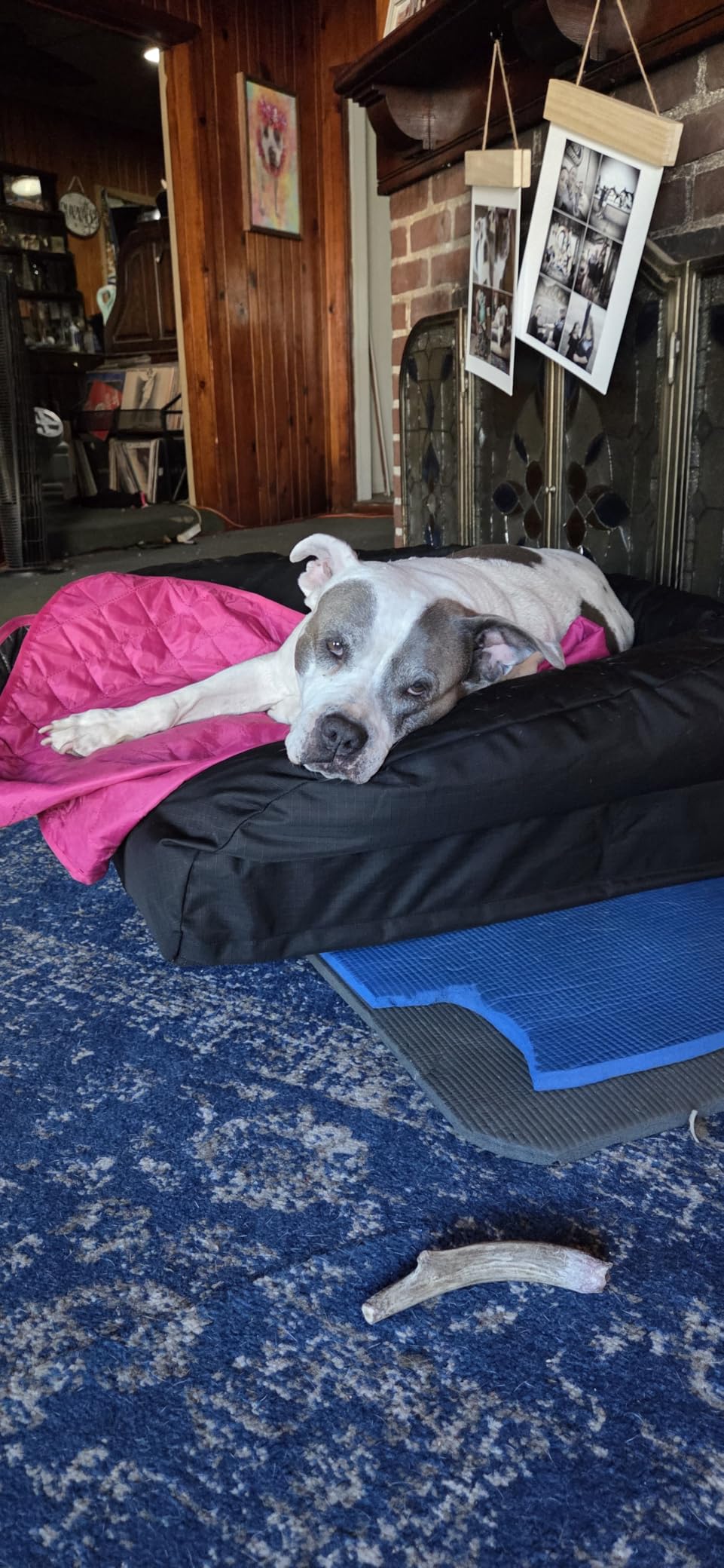 K9 Ballistics Tough Ripstop Bolster Orthopedic Dog Bed, L, Obsidian Black | Sofa Style with Durable, Washable Cover, Firm Solid Foam Mattress Made in the USA, Large: 40