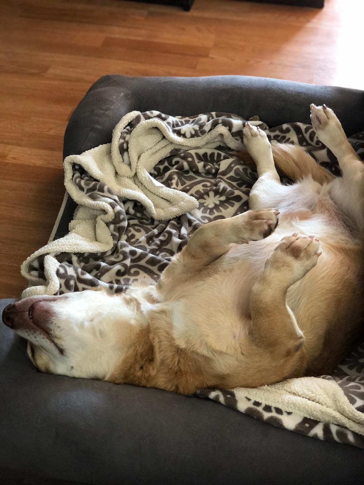 Friends Forever Large Dog Bed Couch, Orthopedic Pet Sofa Memory Foam | Dog Couch with Washable Removable Bed Cover, Non-Slip Bottom, Indoor Calming Chairs Mattress, Chester, Pewter Grey Large customer photo 2