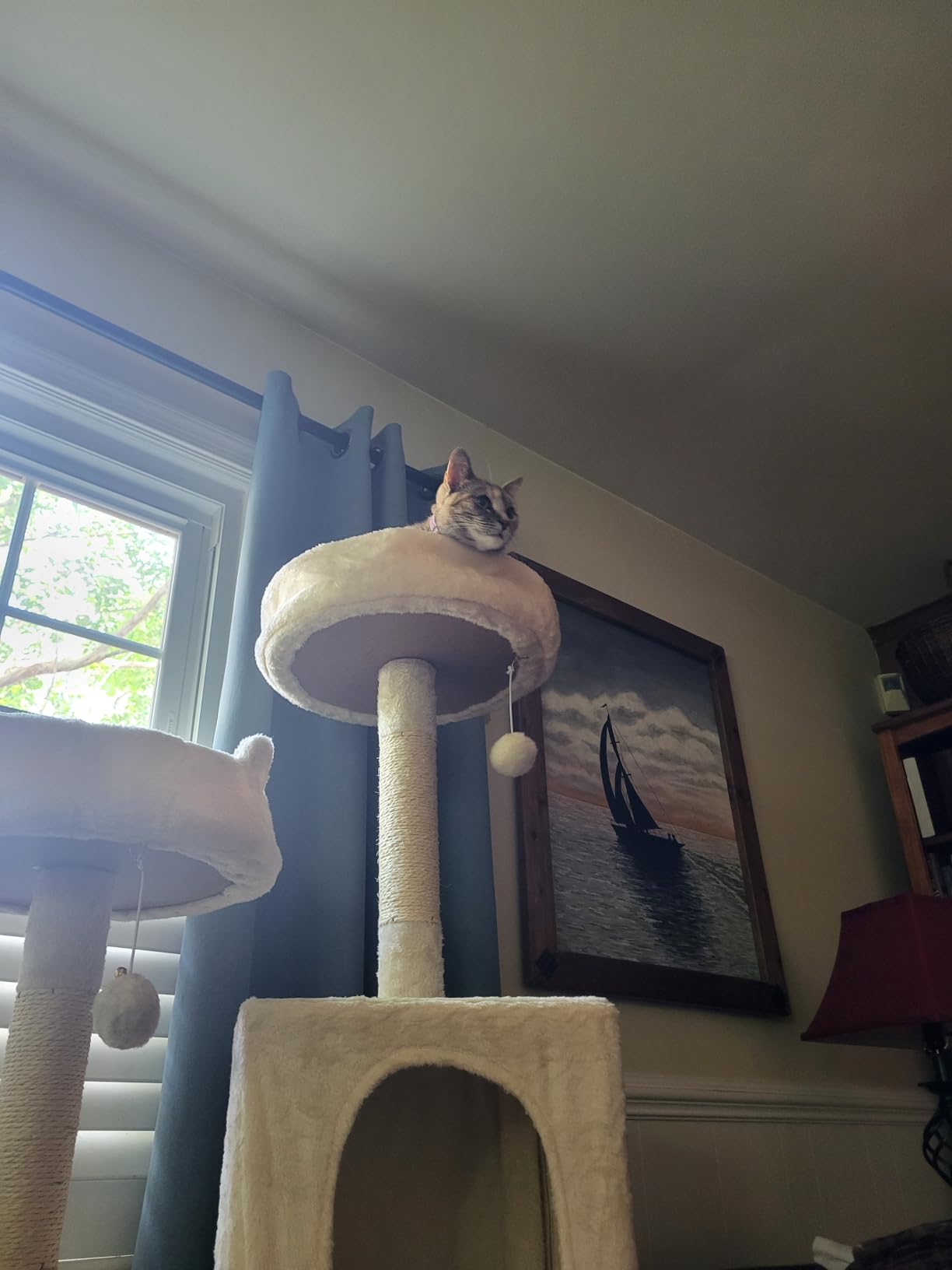Yaheetech Cat Tree, 62.5in Multi-Level Cat Tower with 2 Cat-Ear Shaped Perches, 2 Cozy Condos, Scratching Posts & Hammock, Sturdy Indoor Activity Center for Multiple Cats, Dark Gray customer photo 1