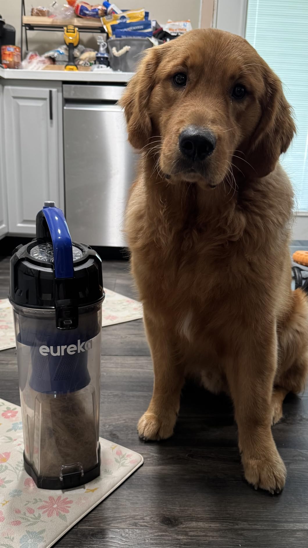 Eureka Lightweight Powerful Upright Vacuum Cleaner for Carpet and Hard Floor, PowerSpeed, New Model, Blue/Black customer photo 2