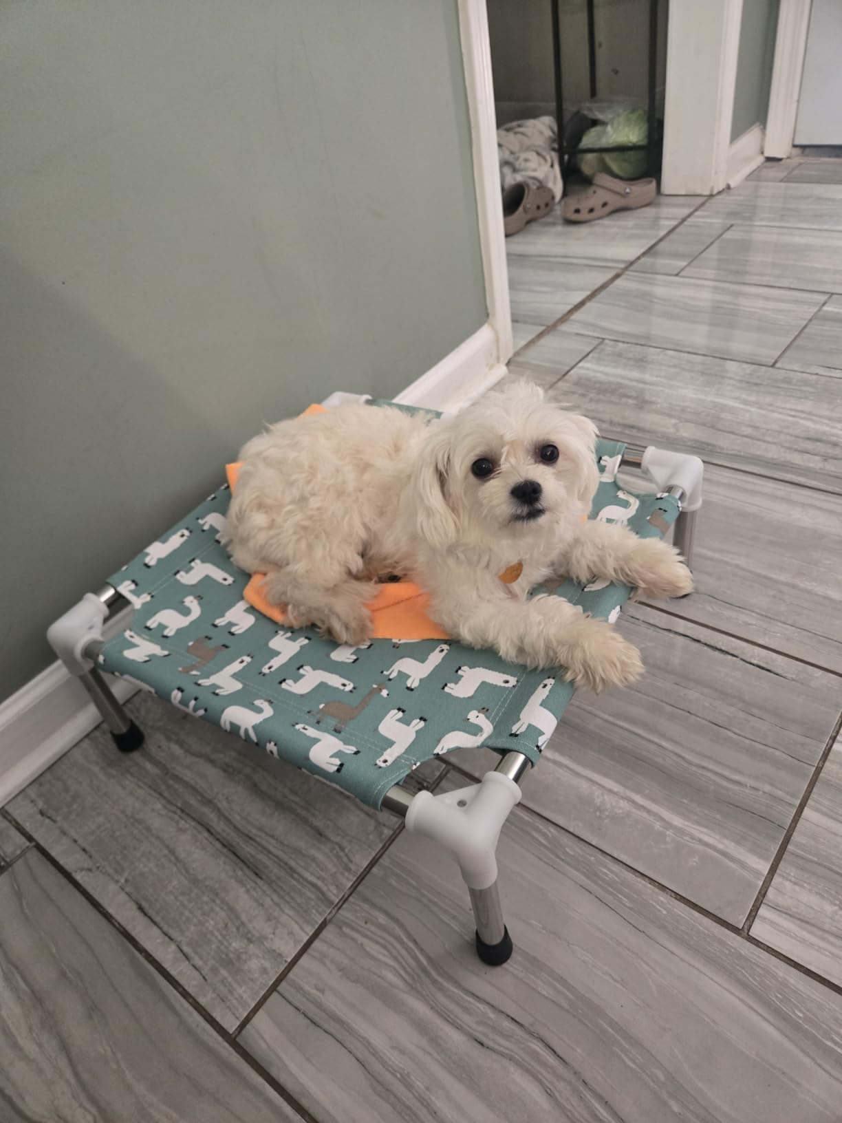 Elevated Dog Bed Pet cot for Small Dogs, Indoor and Outdoor Use, Alpaca Print customer photo 2