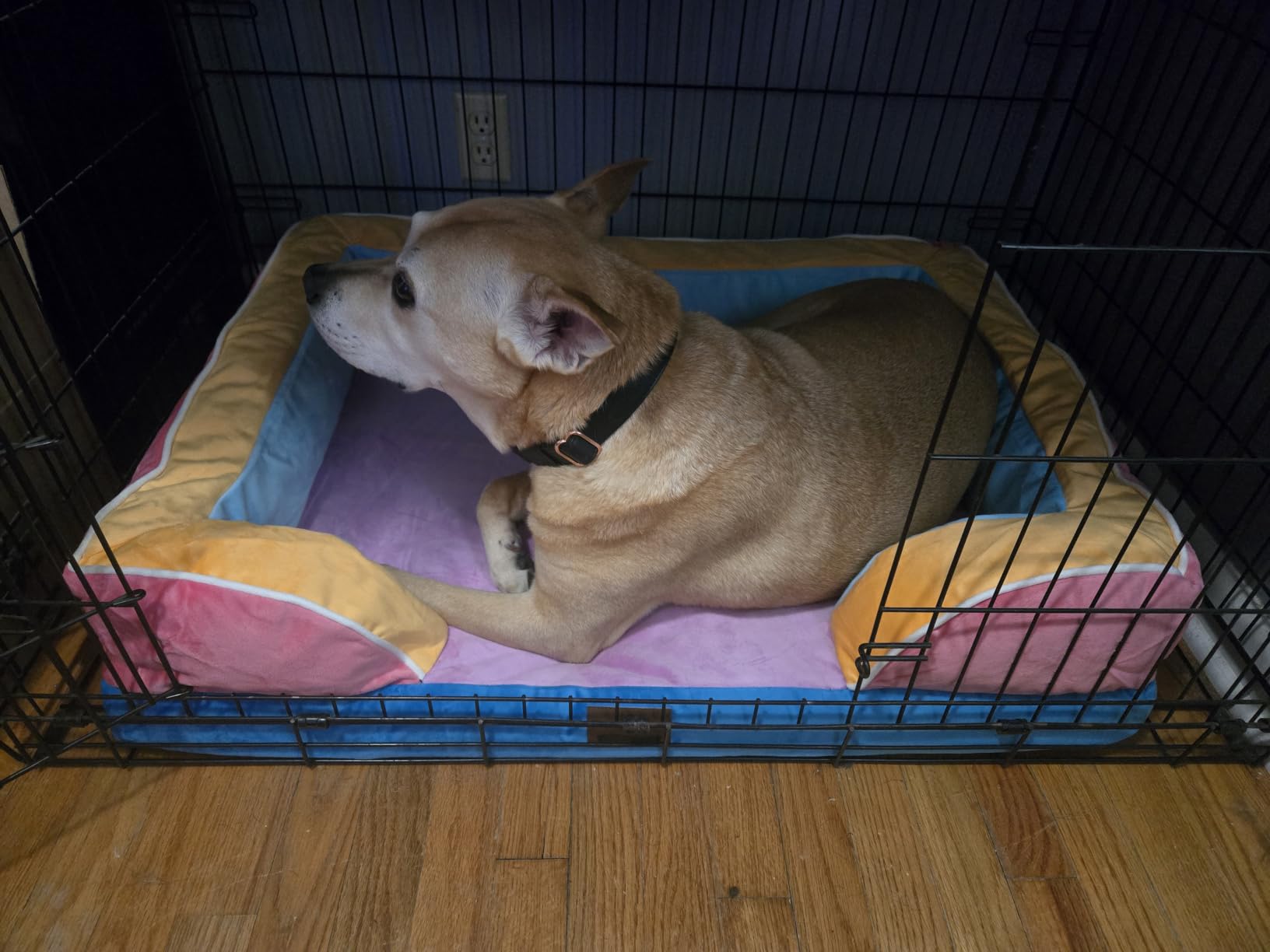 Waterproof Orthopedic Dog Bed for Extra Large Dogs | Supportive Egg Crate Foam XL Pet Bed with Removable Bolster, Dog Couch with Washable Cover & Non-Slip Bottom, 42x30 Inch customer photo 2