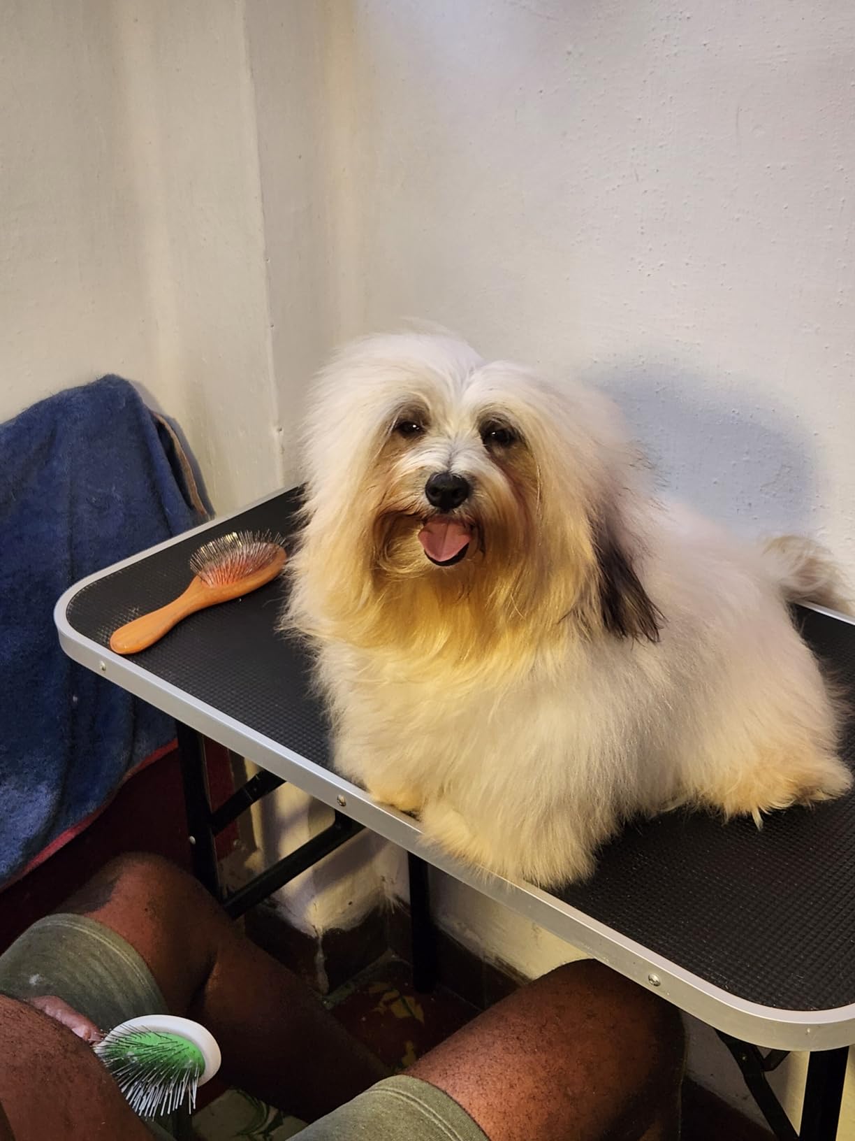 Dog Dryer,High Velocity Professional Dog Grooming Dryer | Adjustable Temperature and Speed with 4 Different Nozzles customer photo 2