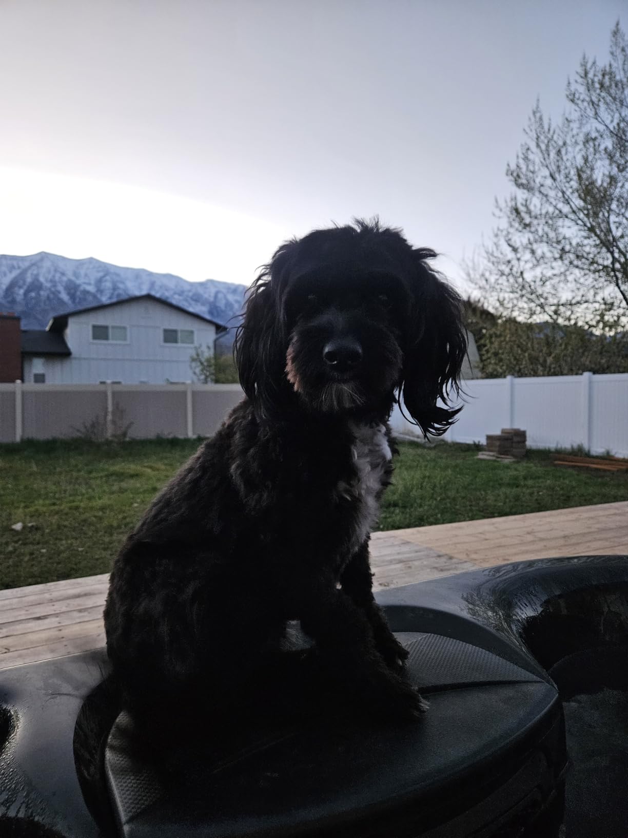 Professional Dog Clippers for Grooming - 2 Speed for Thick Curly Matted Coats, Low Noise Cordless Pet Hair Trimmer with Detachable A5 Blade customer photo 1
