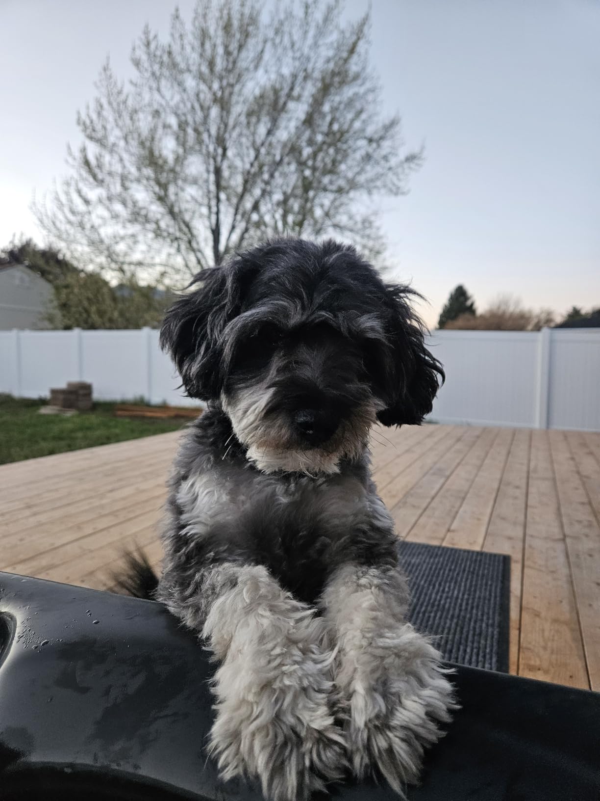 Professional Dog Clippers for Grooming - 2 Speed for Thick Curly Matted Coats, Low Noise Cordless Pet Hair Trimmer with Detachable A5 Blade customer photo 2