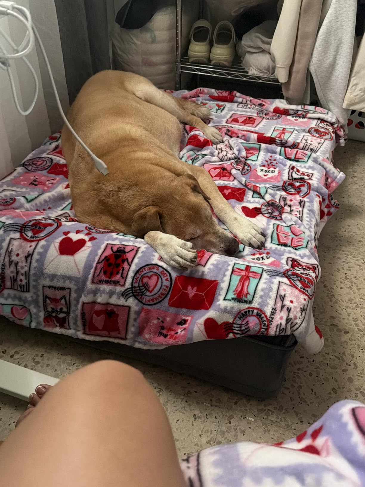 XL Dog Bed, 45x35x9.1 Inch, Orthopedic Large Dog Beds, Eggshell Memory Foam Infused with Cooling Gel, Water Resistant, Machine Washable, Includes Inner Cover (Velvet Collection) customer photo 2