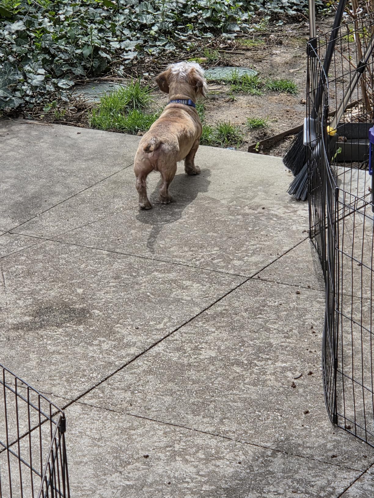 FDW Dog Playpen 24