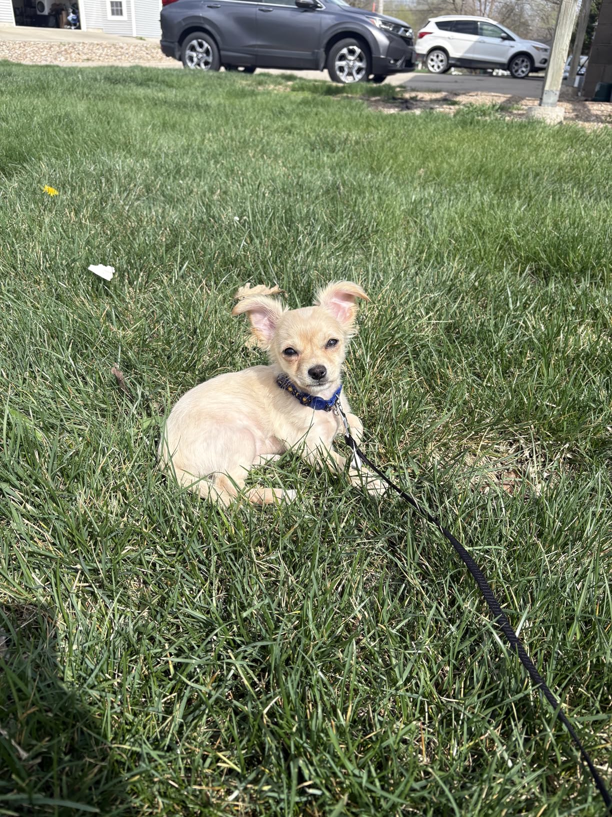 FDW Dog Playpen 24