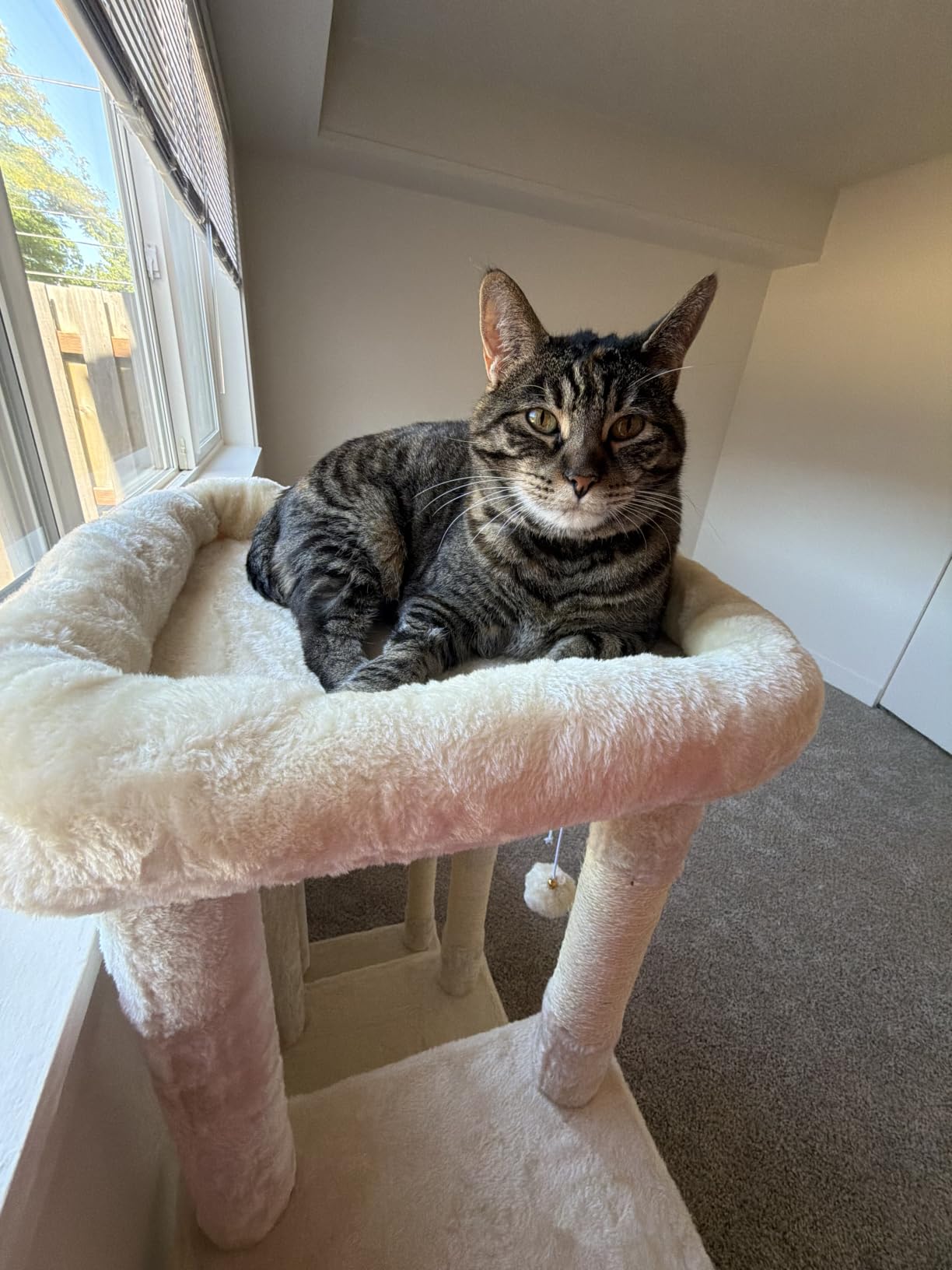 Heybly Heavy Duty Cat Tree, Tower for Indoor Cats Large Adult, Tall Cat Condo House with Extra-Large Baseboard, Multi-Level Plush Furniture with Scratching Posts, Hammock, Toy Balls, Light Gray HCT026W customer photo 2