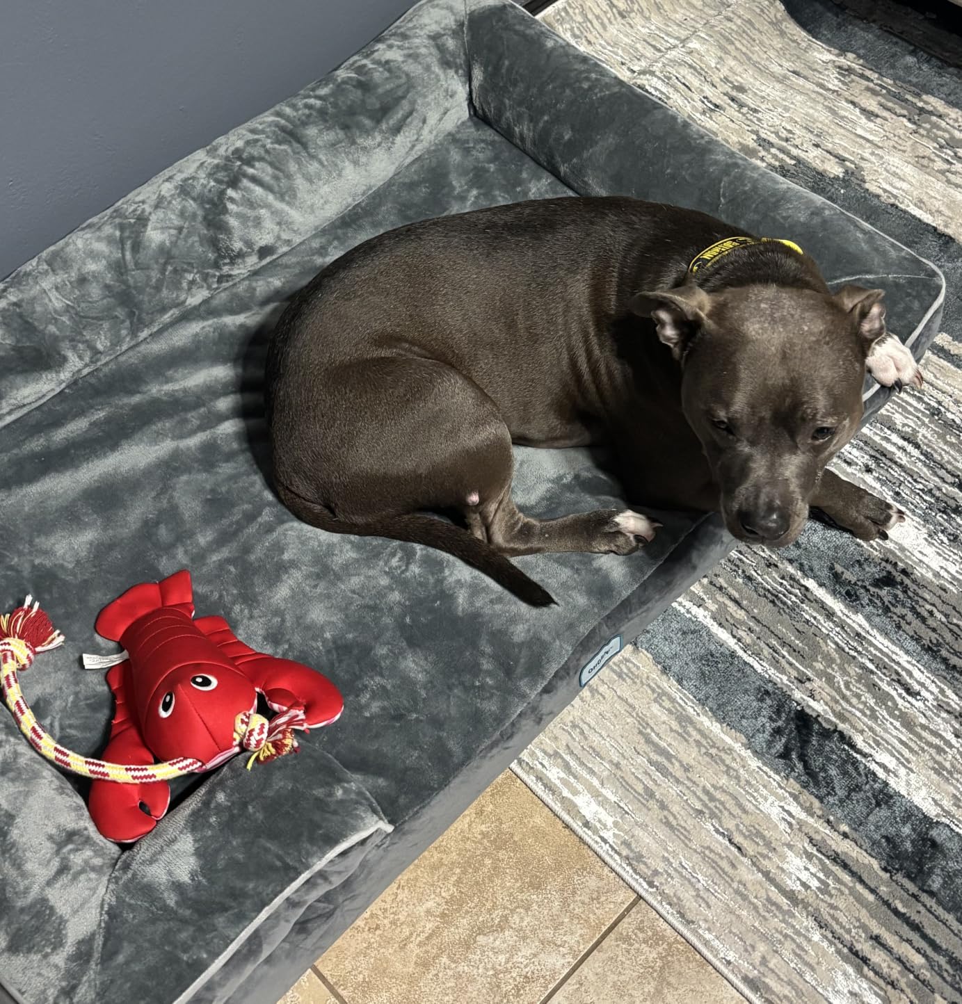 OhGeni Orthopedic Extra Large Dog Bed Couch, Memory Foam, 44-inch (Gray) | Waterproof Pet Bed with Machine-Washable Removable Cover & Soft Comfortable Fabric customer photo 2