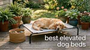 best elevated dog beds