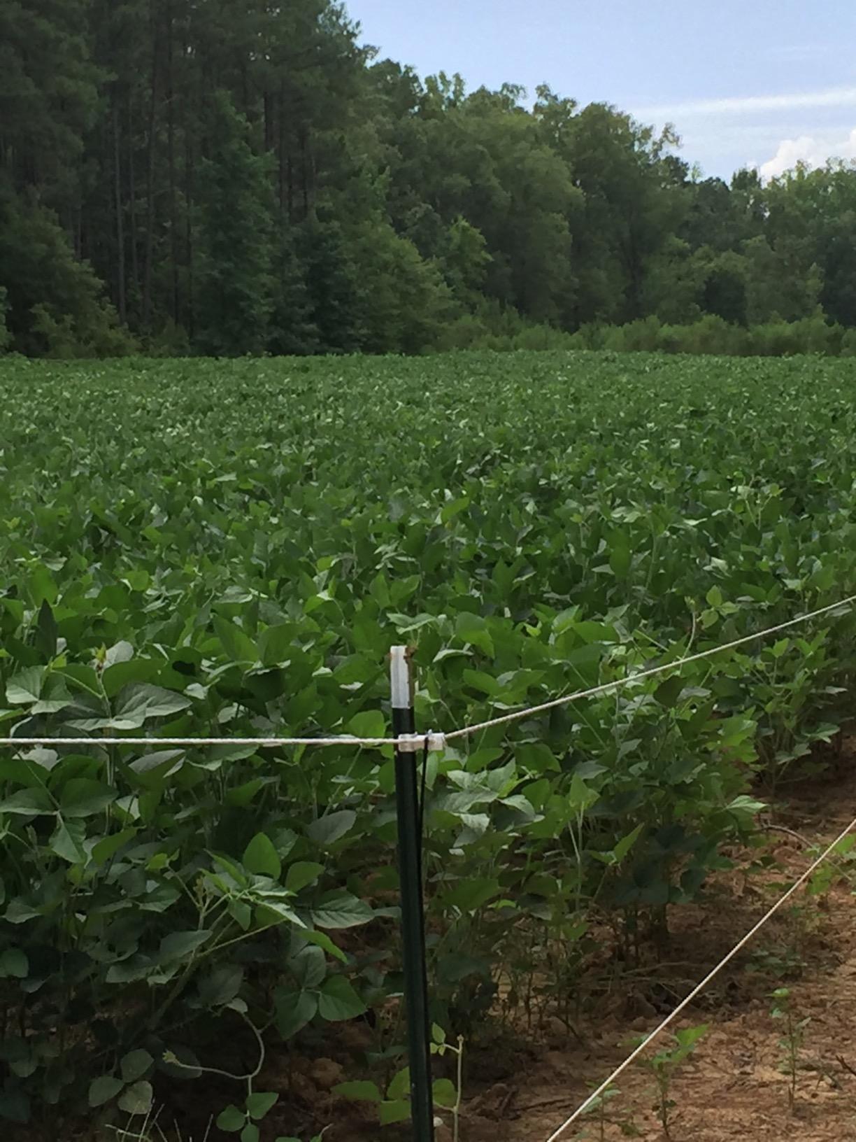 Parmak Magnum Solar-Pak 12 Low Impedance 12 Volt Battery Operated 30 Mile Range Electric Fence Charger MAG12-SP customer photo 1