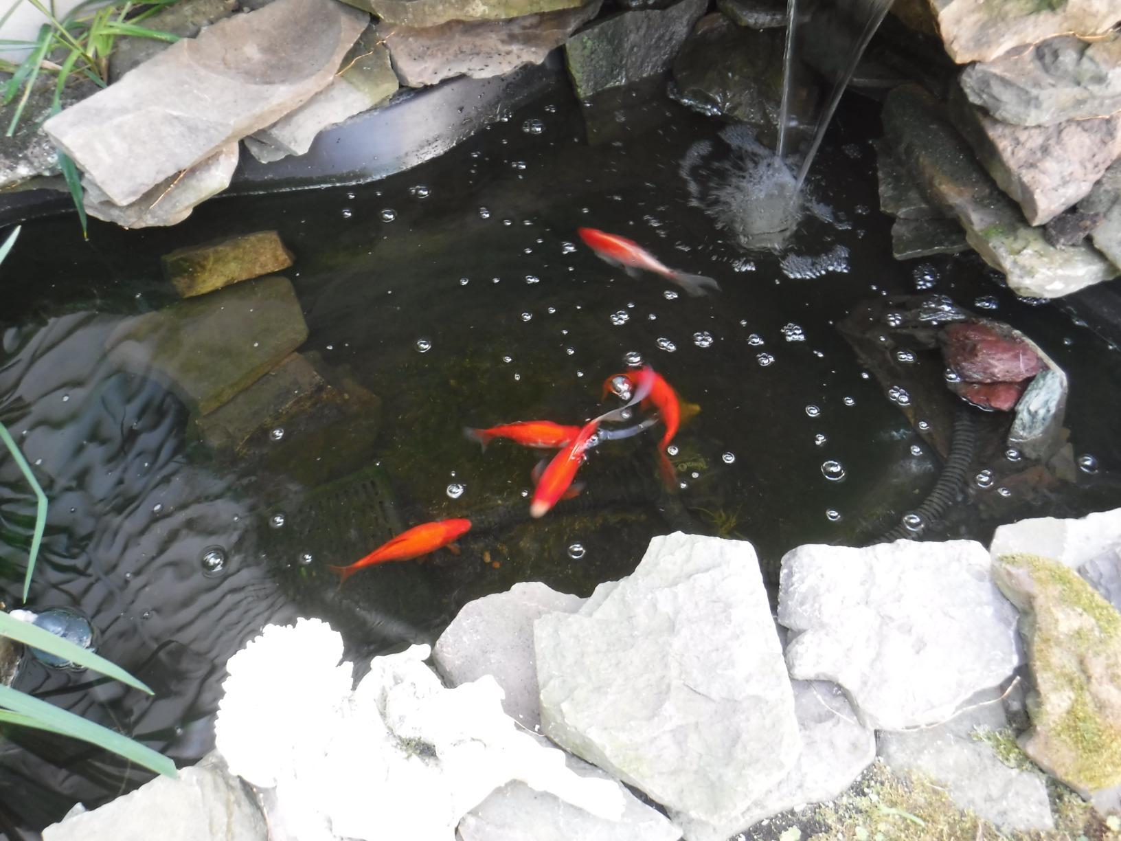 Tetra Water Garden Pond Pump, 1000 GPH, Powers Waterfalls, Filters and Fountains for Ponds 500 To 1000 Gallons customer photo 1