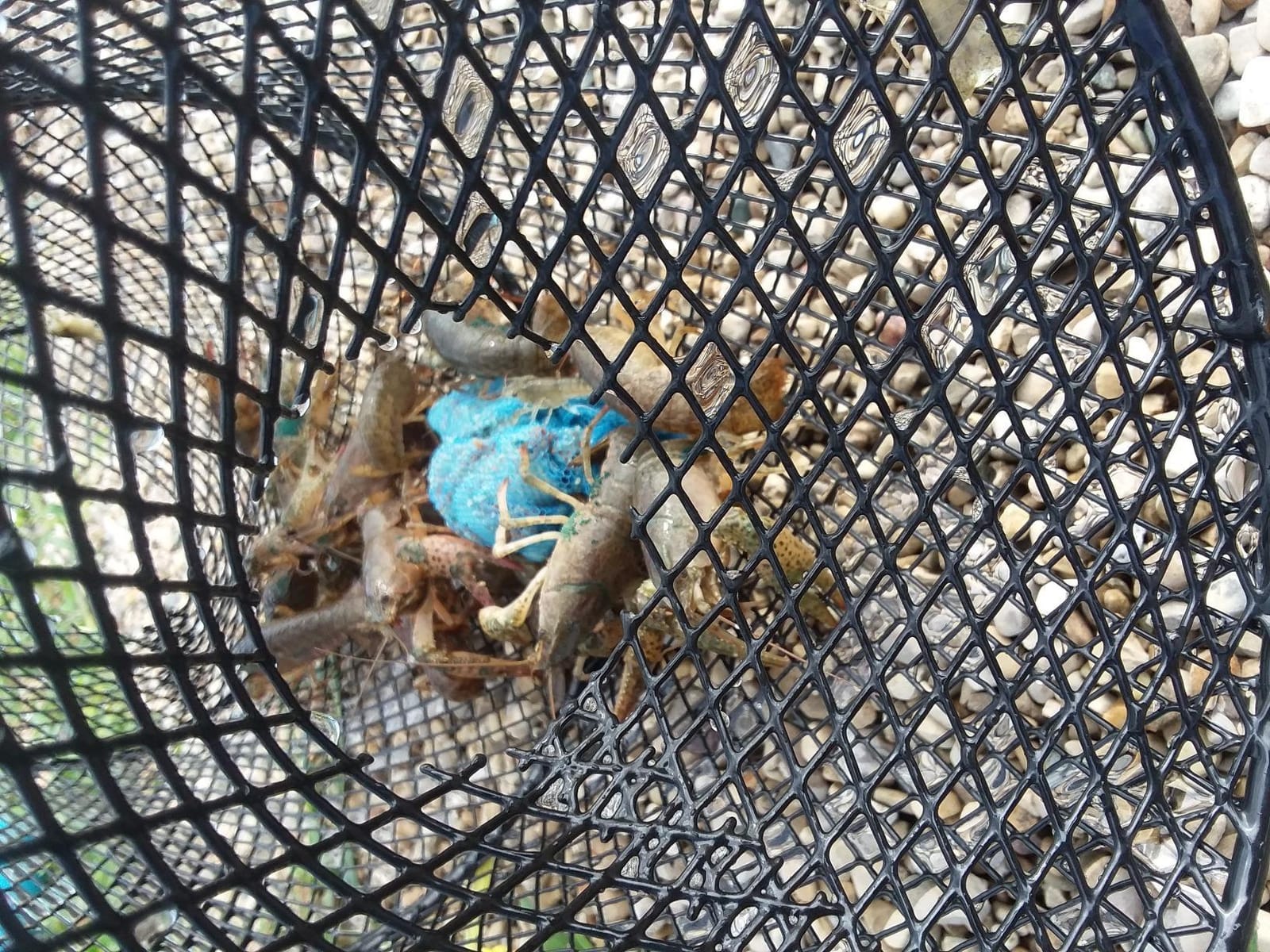 Frabill Torpedo Crawfish Trap | Heavy-Duty Steel Mesh customer photo 2