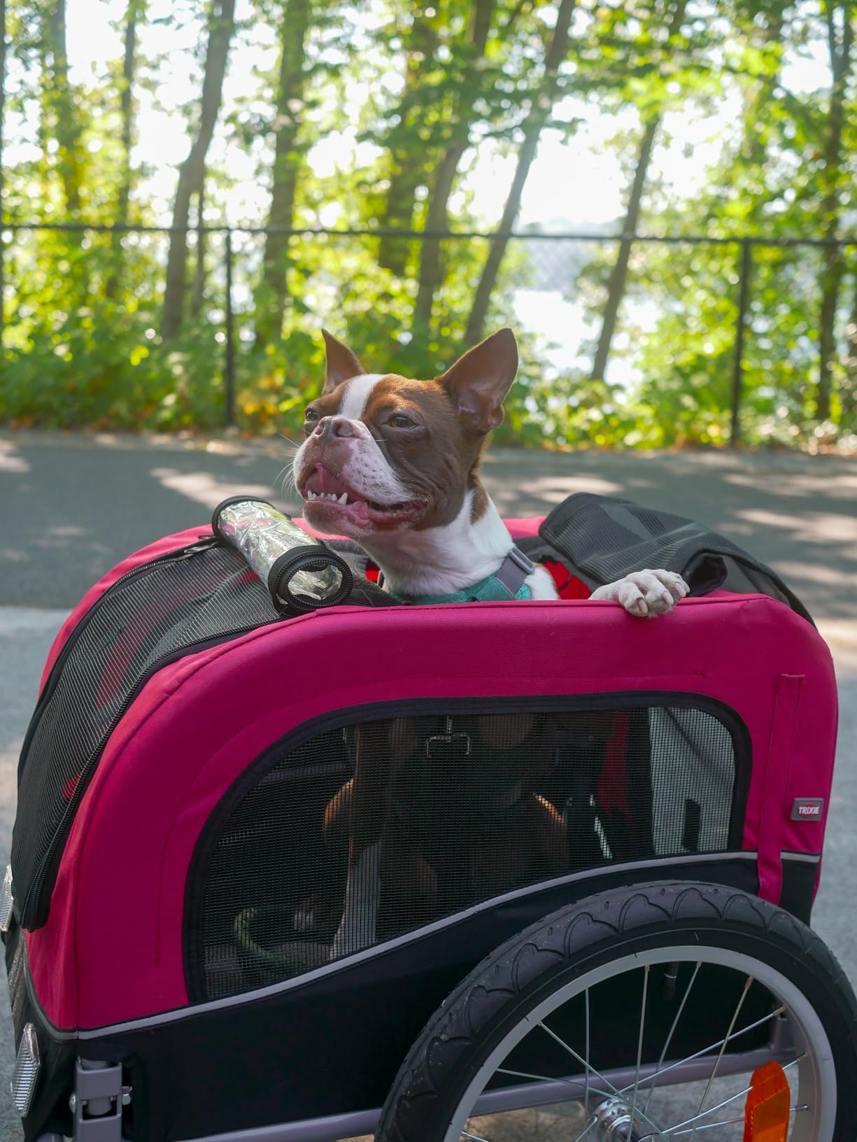 TRIXIE Dog Trailer for Bicycles, Dog Bike Trailer for Small Dogs up to 33 lbs, Quick Set-up and Fold Down, Red customer photo 1