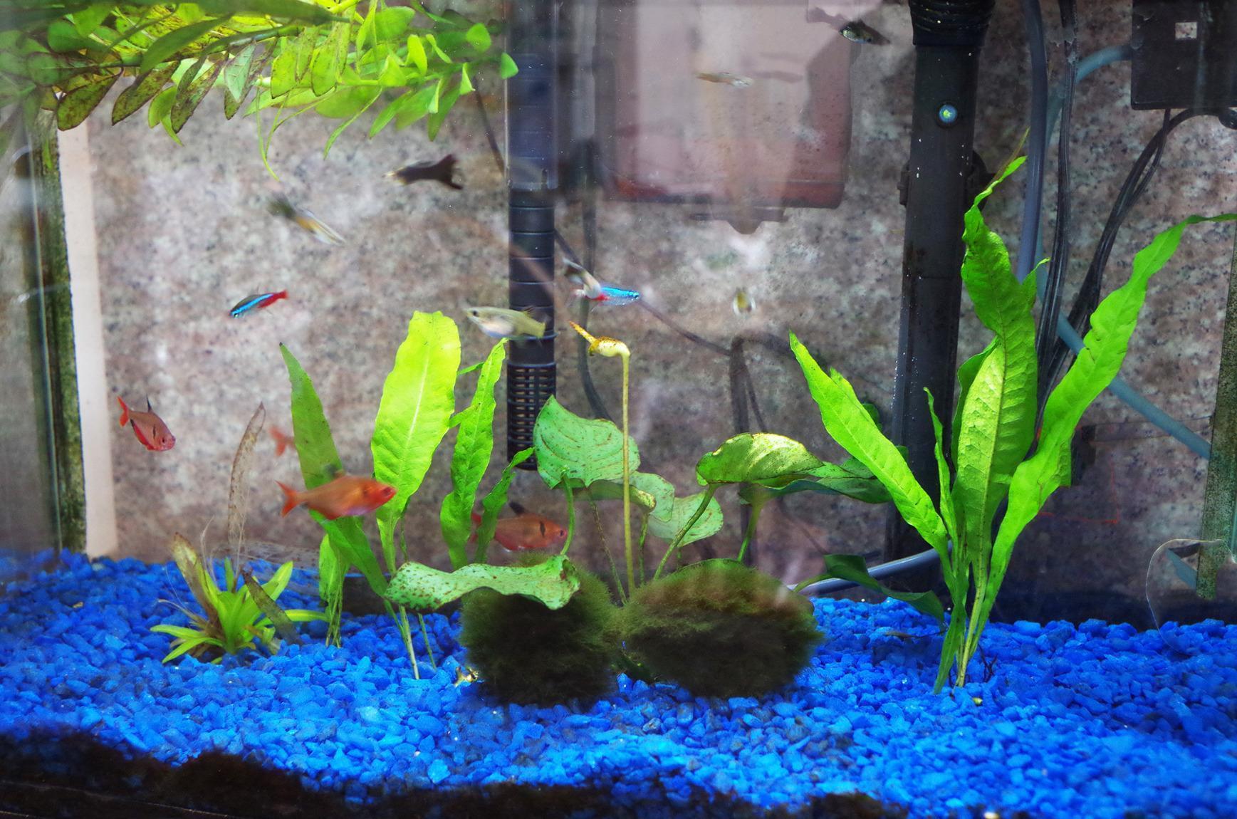 Fluval C2 Power Filter, Fish Tank Filter for Aquariums up to 30 Gal. customer photo 1