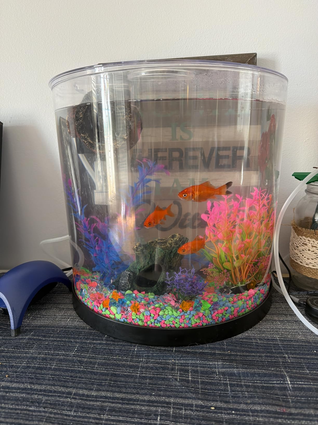Tetra Half-Moon 3 Gallon Starter Fish Tank Kit | Aquarium Kit Includes Bubbling LED Air Stone, 3 Gallon Acrylic Tank, Filter & Cartridge, Air Pump, For Small Freshwater Fish customer photo 2