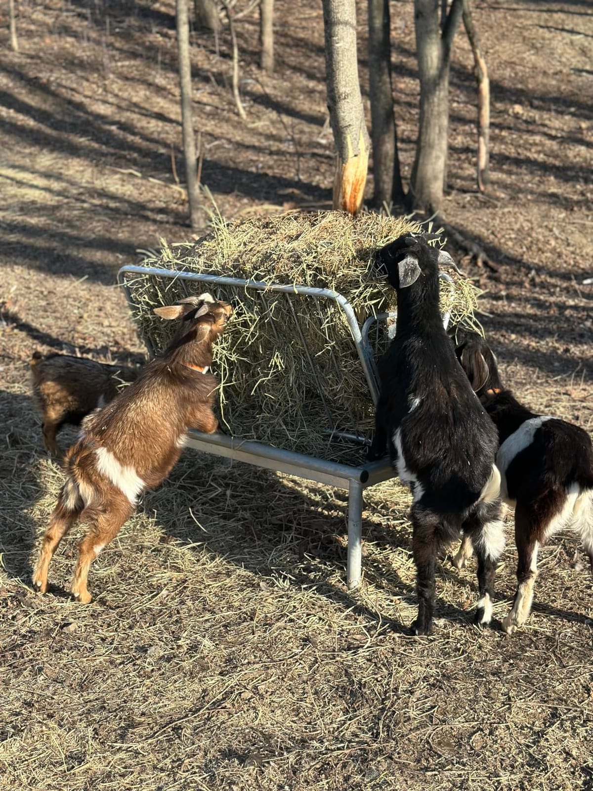 Rugged Ranch Products 4 Foot Long Outdoor Heavy Duty Mini Galvanized Steel Pasture Hay Feeder for Goats, Sheep, and Miniature Horses, Silver customer photo 1