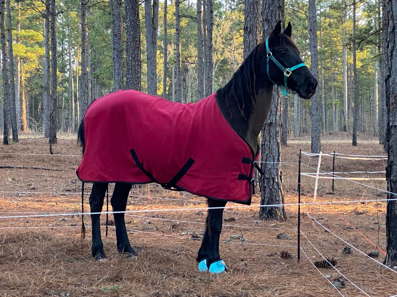 Gallagher Smart Fence 2 Portable Electric Fence for Livestock | 328ft of 4-Strand Electric Fencing, Built-In Posts and Reels, Quick Install Temporary Field Fencing customer photo 1