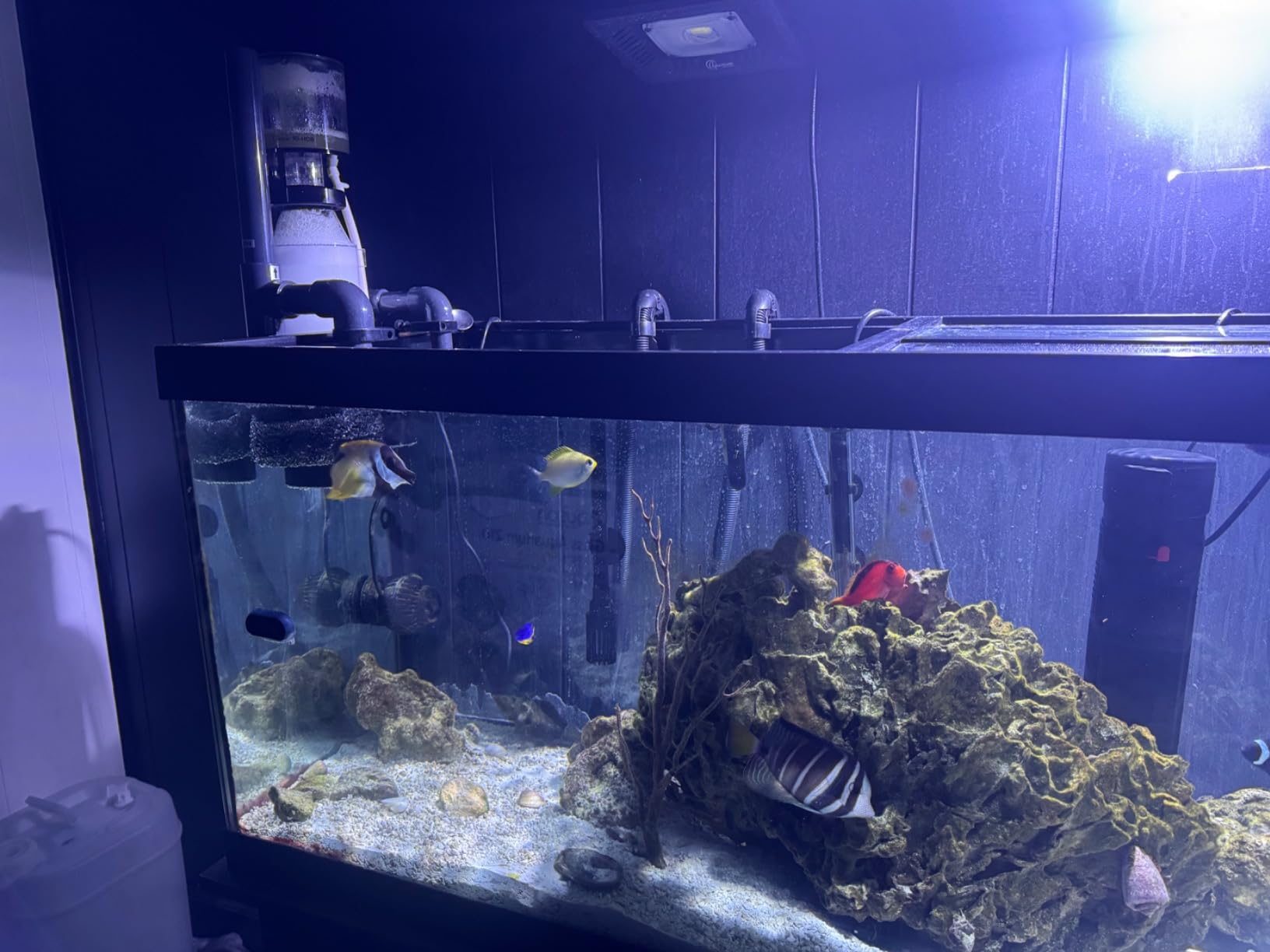 Reef Octopus BH90 Hang on Protein Skimmer customer photo 2