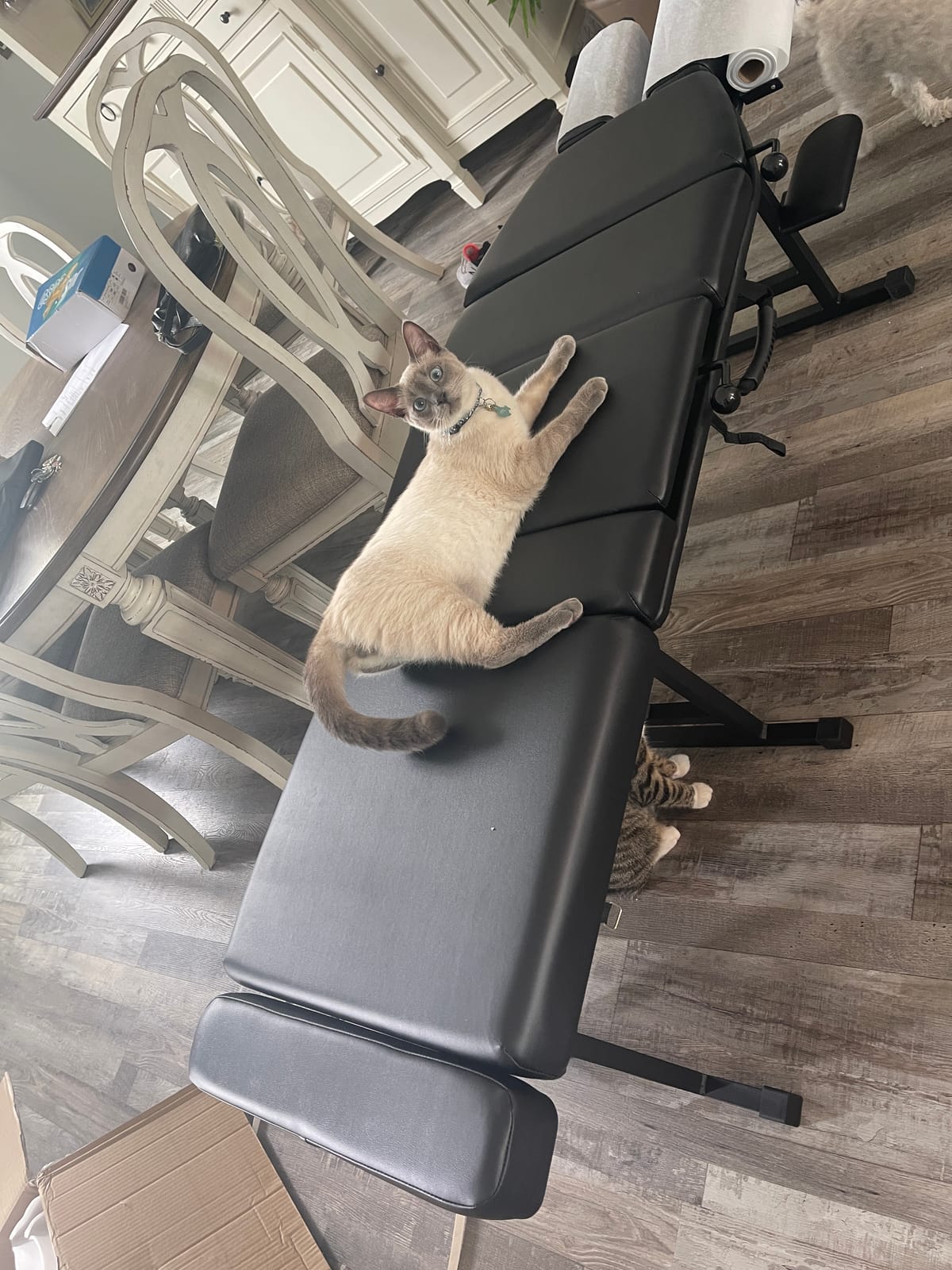 Royal Massage Sheffield 120 Chiropractic Adjusting Table - Professional Portable Drop Table for Chiropractors - Foldable with Adjustable Headrest, Thoracic & Pelvic Drops customer photo 1