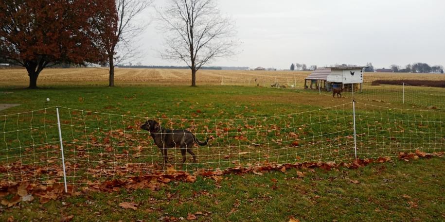 Patriot PE2 Electric Fence Energizer, 0.10 Joule (Original Version) customer photo 1