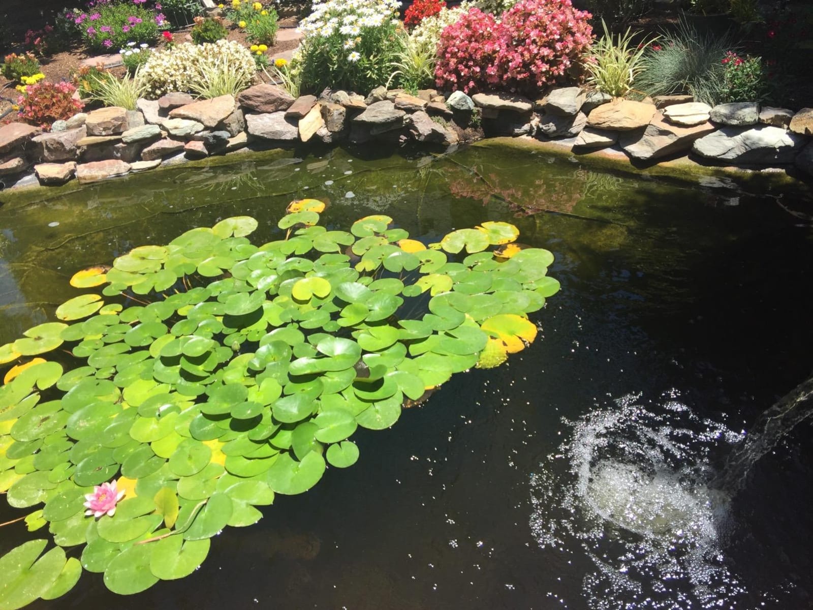 OASE Vitronic 18 UV Clarifier for Pond customer photo 1