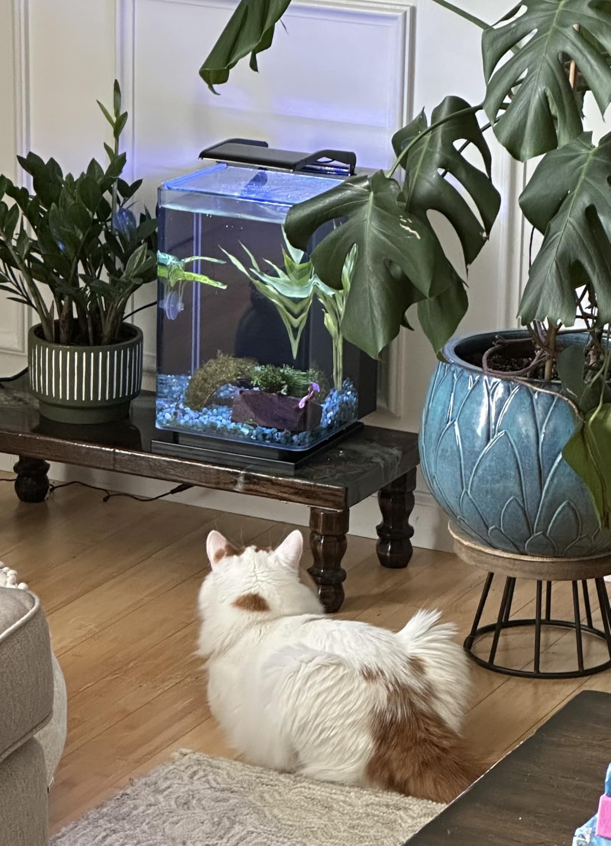 Marineland Portrait Glass LED Aquarium Kit, 5 Gallons, Hidden Filtration, Black customer photo 1