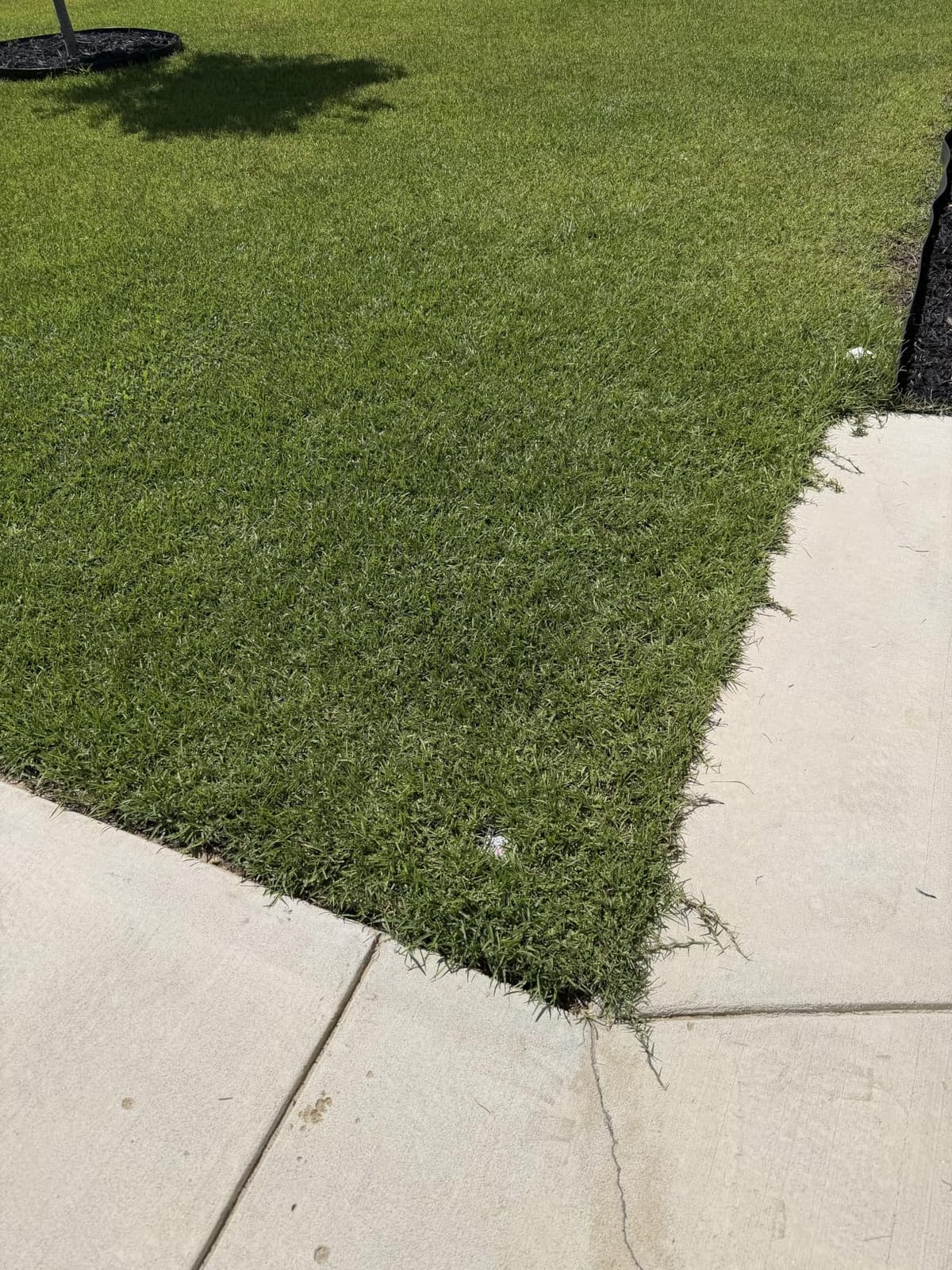 WORX Electric Lawn Edger, 12 Amp 7.5
