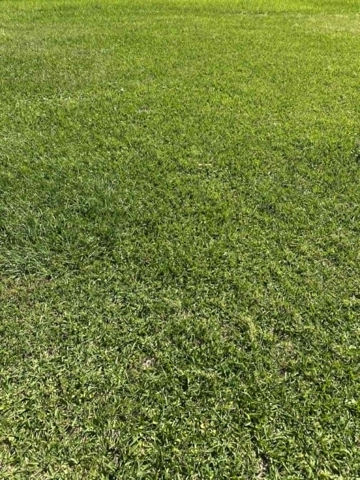 Sun Joe Corded Electric Garden Tiller & Cultivator with Steel Tines, 16-Inch, 12-Amp Motor (TJ603E) customer photo 2