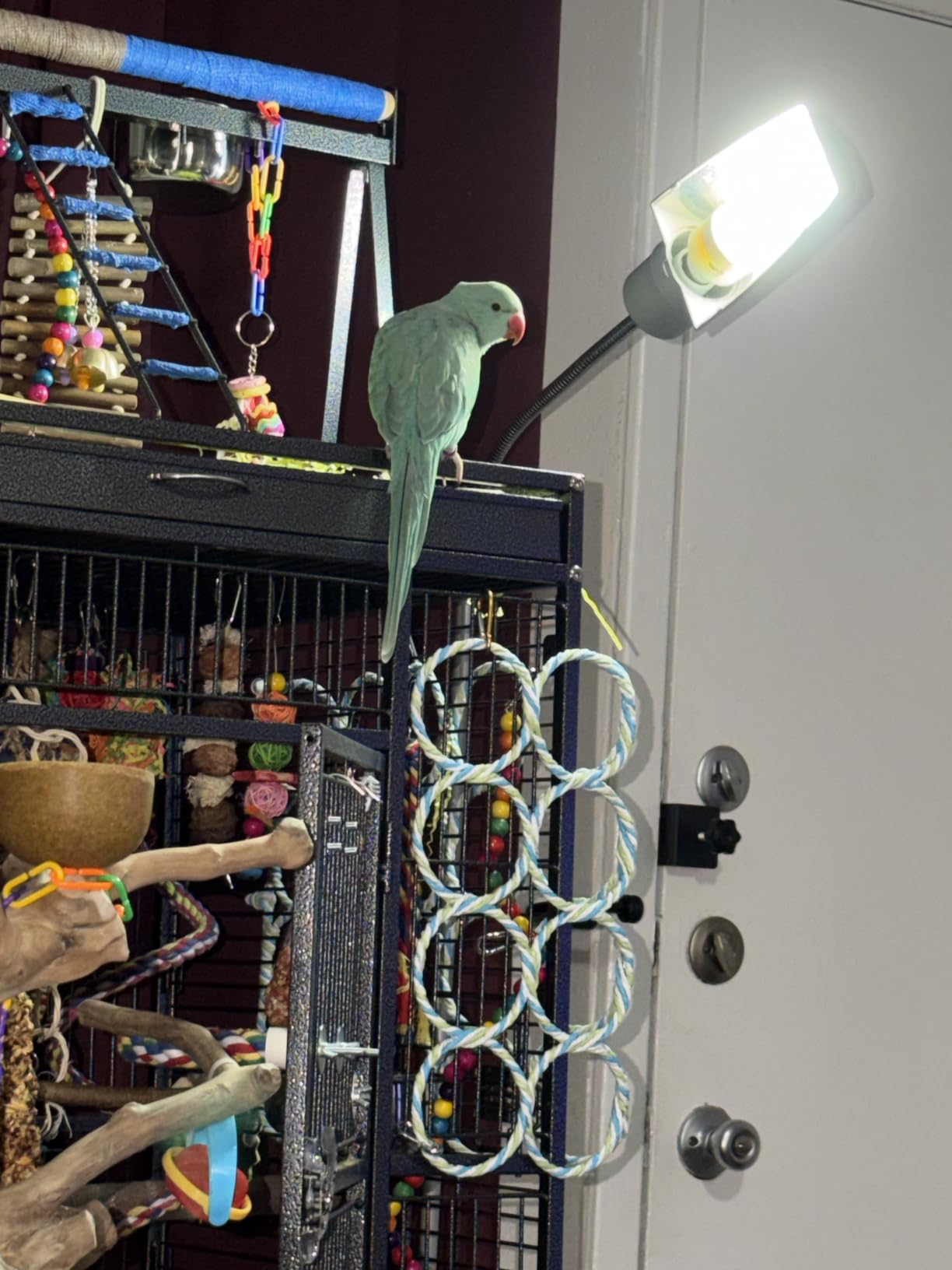 Yaheetech 69 Inch Large Bird Cage, Rolling Parrot Cage with Play Top, Ladder, Feeders and Slide-Out Tray customer photo 2