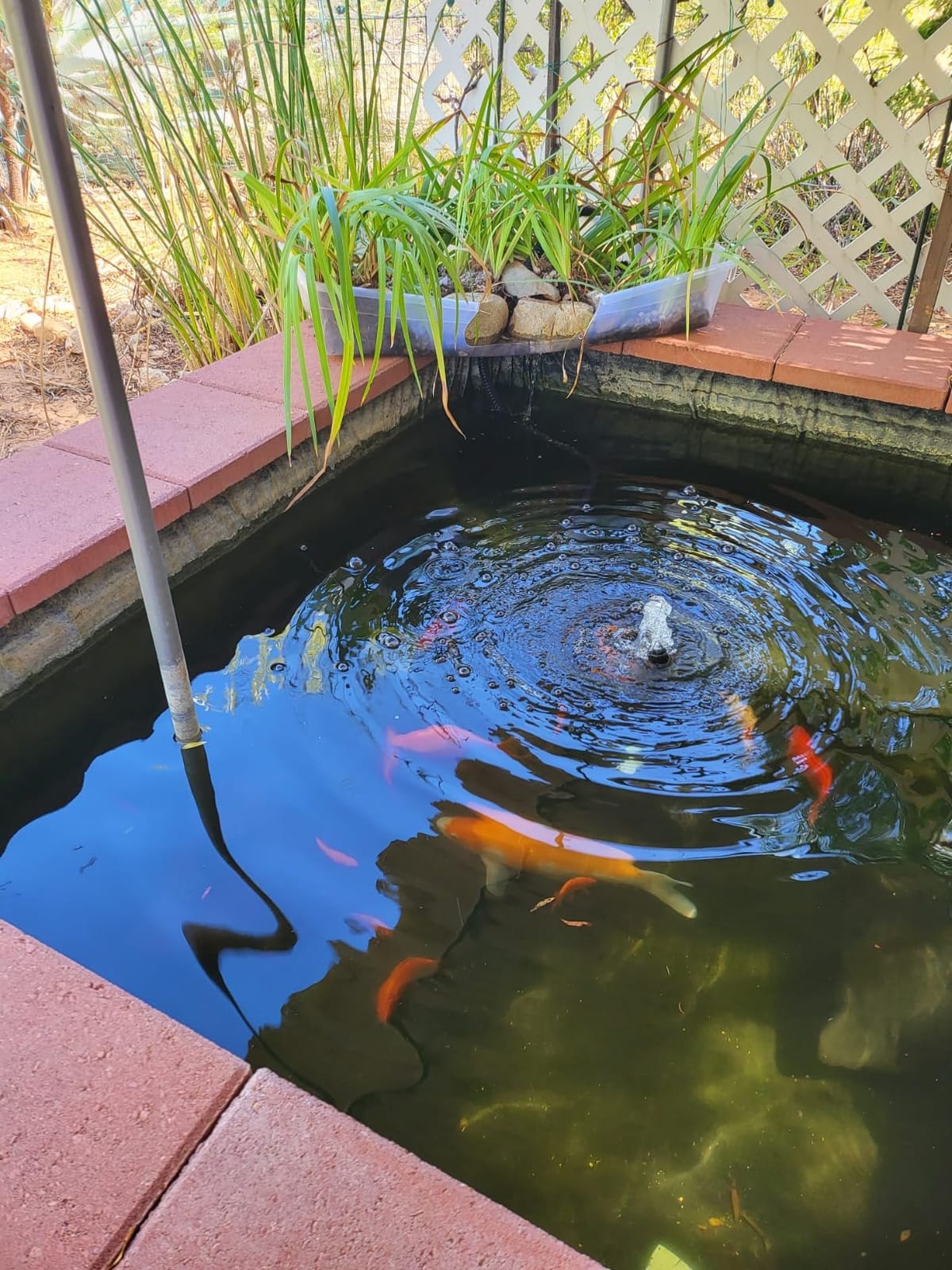 Goplus 2642 GPH Pond Filter for Outdoor Pond customer photo 2