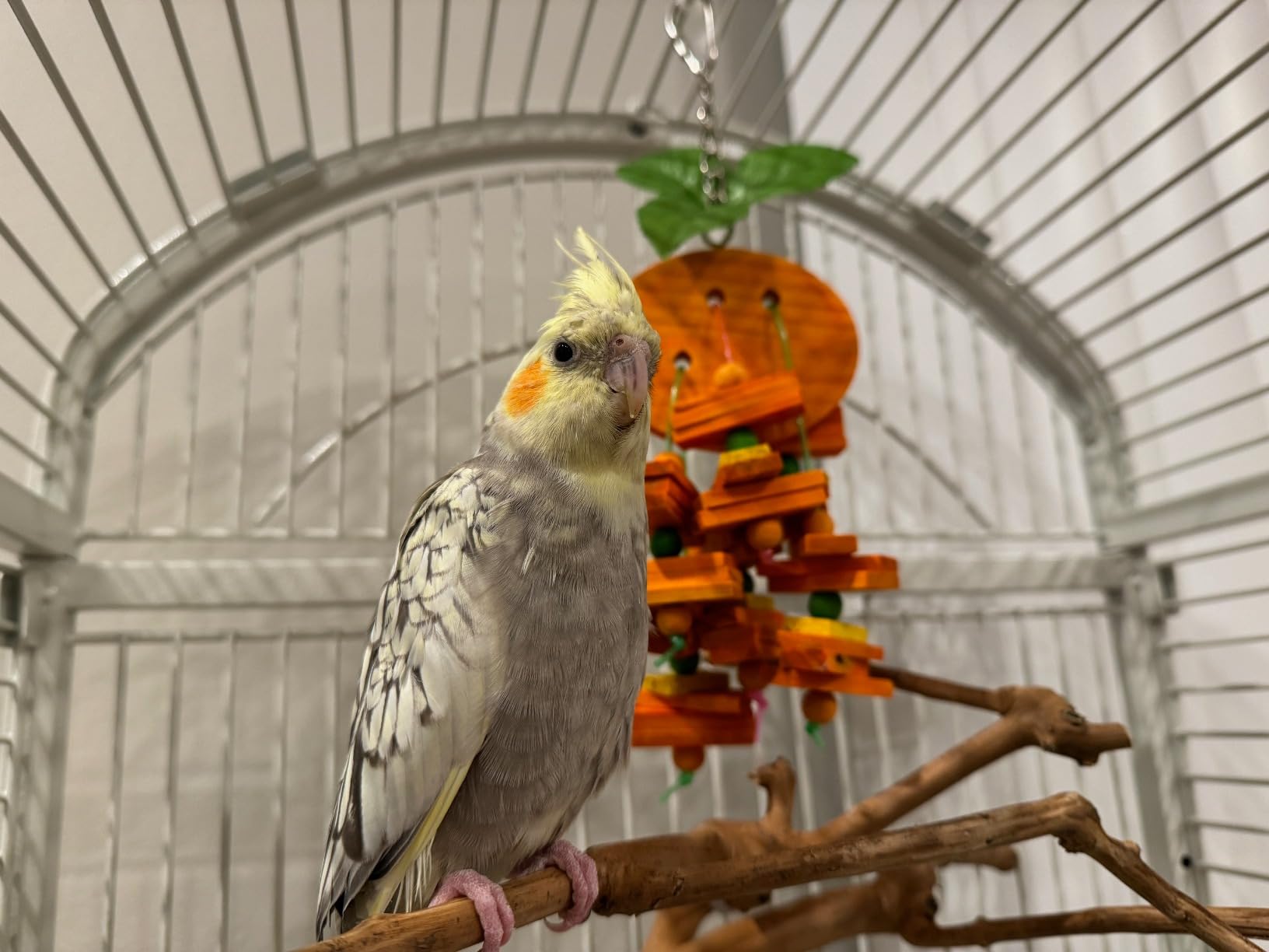Dome Top Bird Cage with Push Button Locks - Chalk White | Powder-Coated Steel Cage with Wheels, Seed Guards, and Perch, Ideal for Cockatiels and All Small-Medium Sized Birds customer photo 1