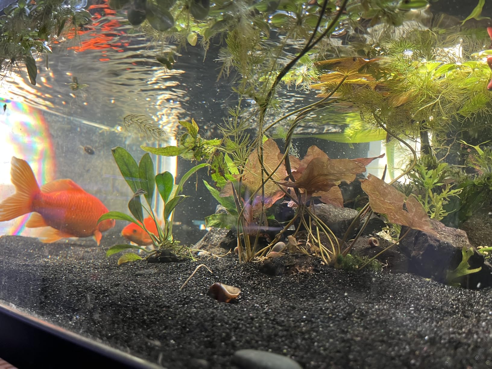 SeaChem - Large Aquarium Fish Tank Filter, Tidal 110 Gallon (400 Liters) by Sicce customer photo 1