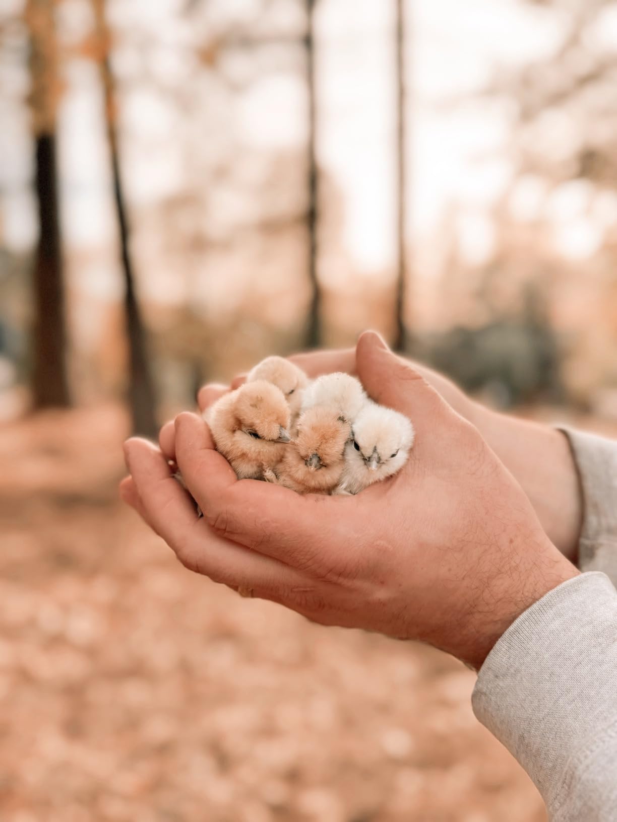 Brinsea Ovation 28 EX Egg Incubator, Automatic Turning & Humidity Control | 50+ years of trusted precision! Built-in automatic humidity, auto-turn & temp alarms take the stress out of hatching 28 eggs customer photo 2