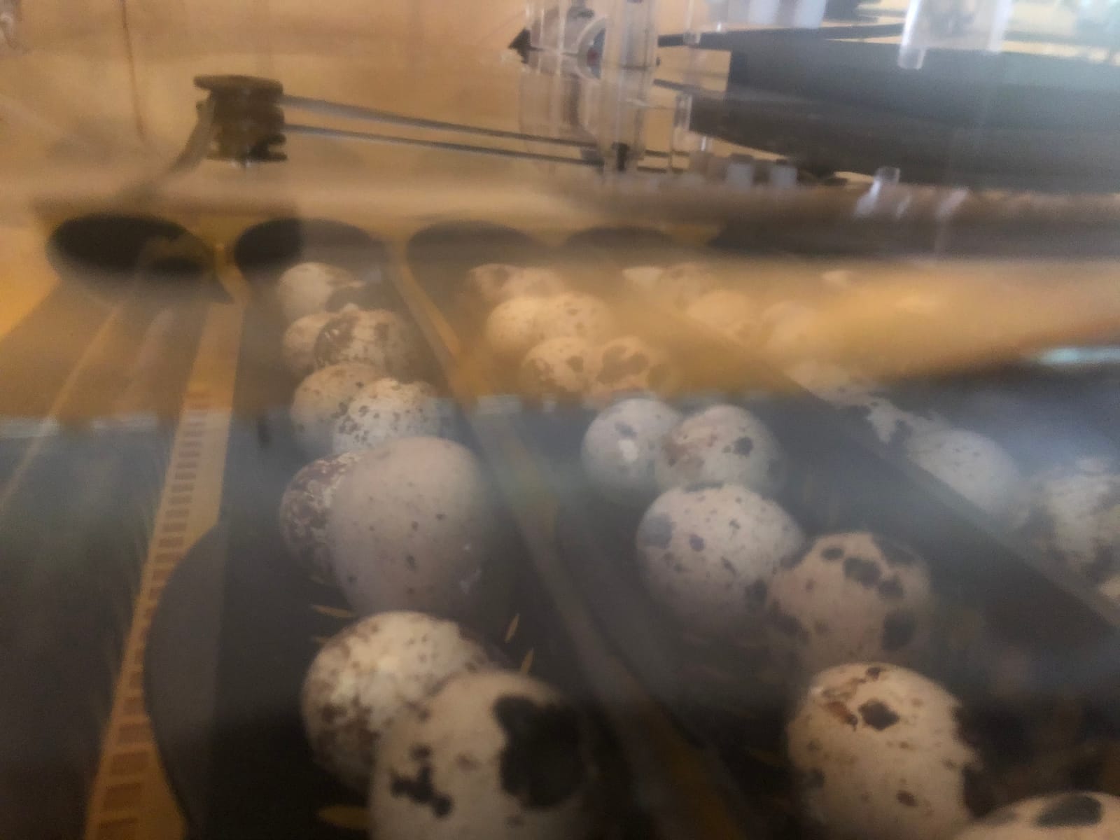 Brinsea Ovation 56 EX Egg Incubator, Automatic Turning & Humidity Control | 50+ years of trusted precision! Built-in automatic humidity, auto-turn & temp alarms take the stress out of hatching 56 eggs customer photo 2